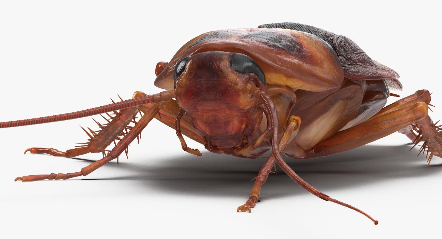 Cockroach Walking Pose 3D