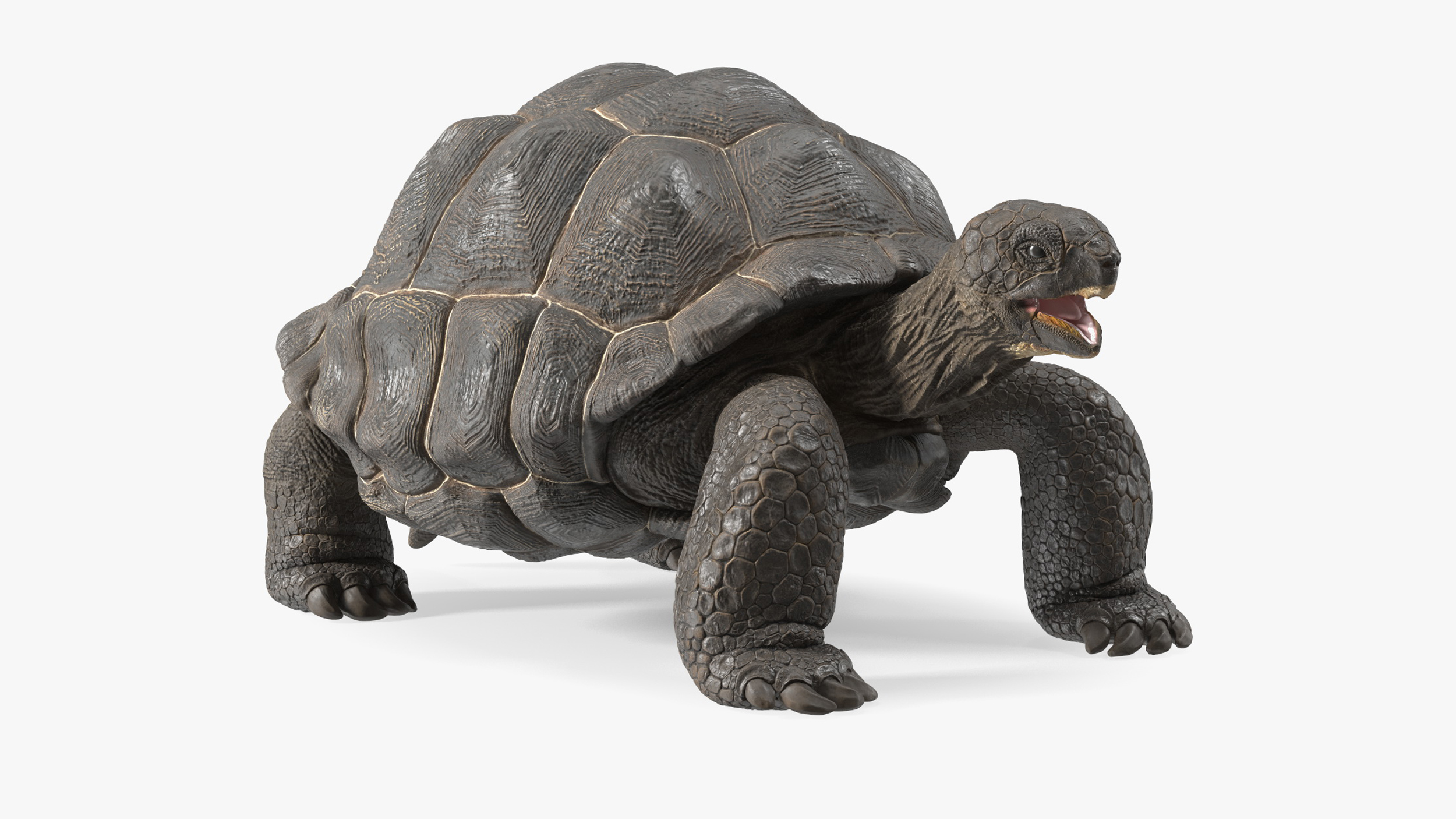 3D Chelonoidis Niger Rigged for Maya model