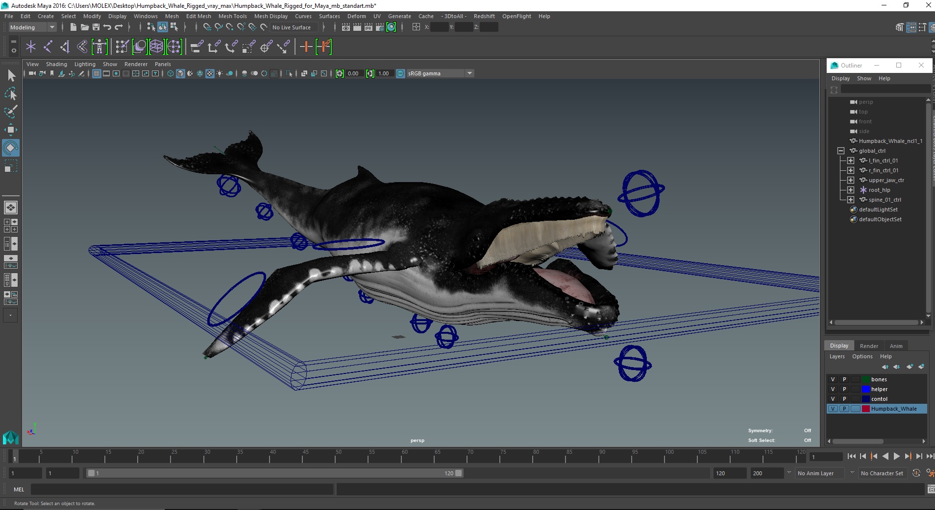 3D model Humpback Whale Rigged for Maya