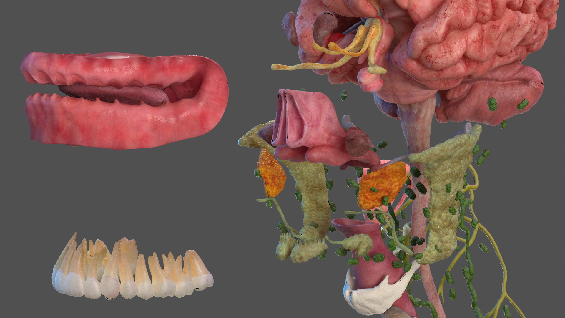 Head Anatomy Asian Man 3D