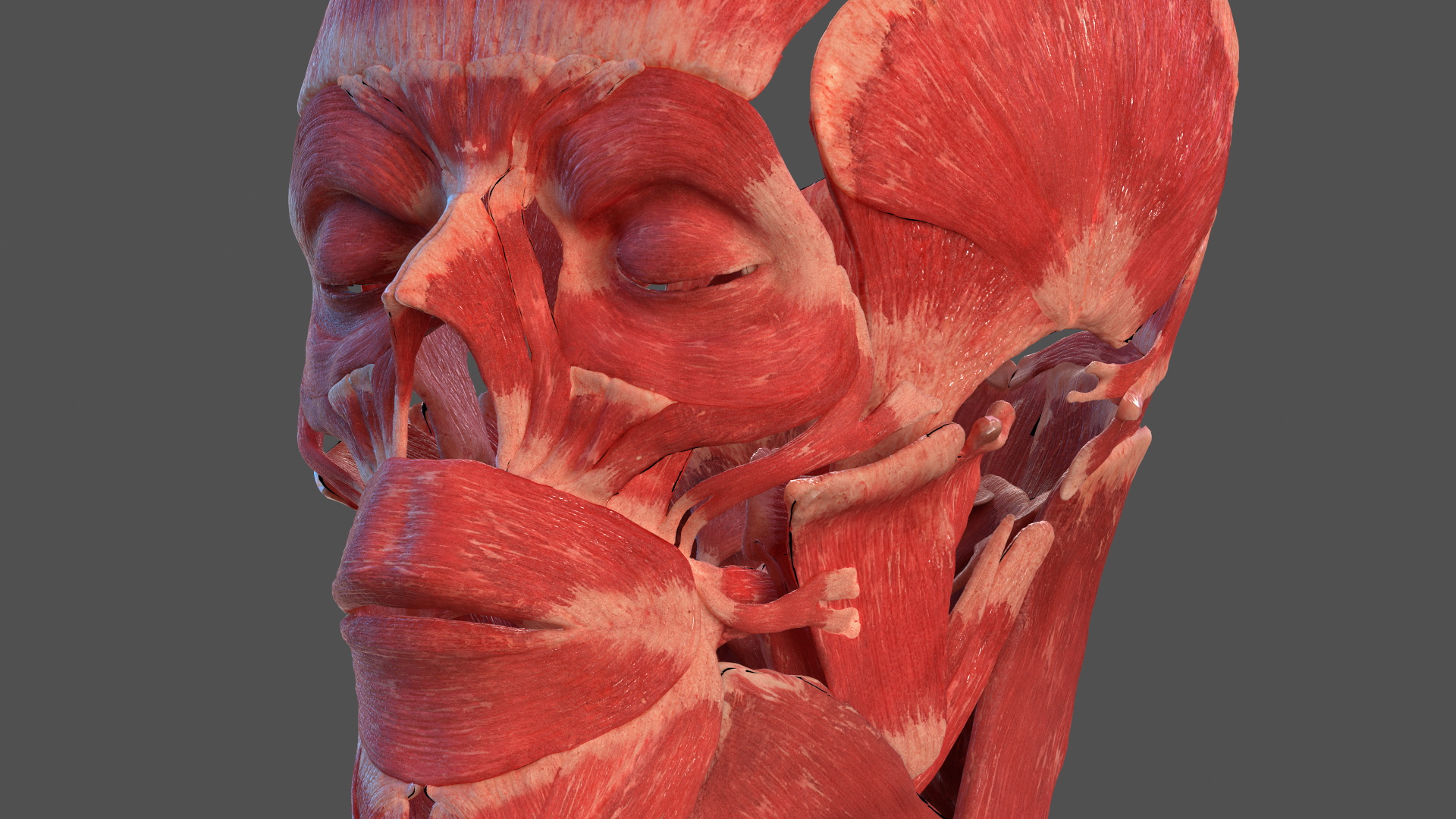 Head Anatomy Asian Man 3D