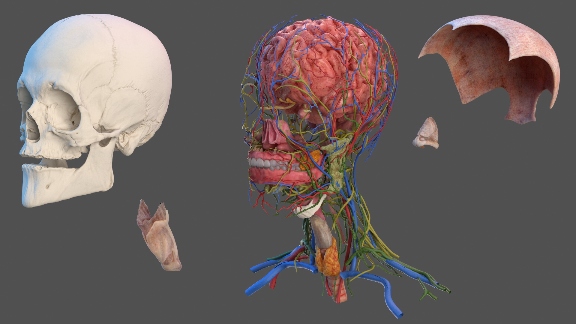 Head Anatomy Asian Man 3D