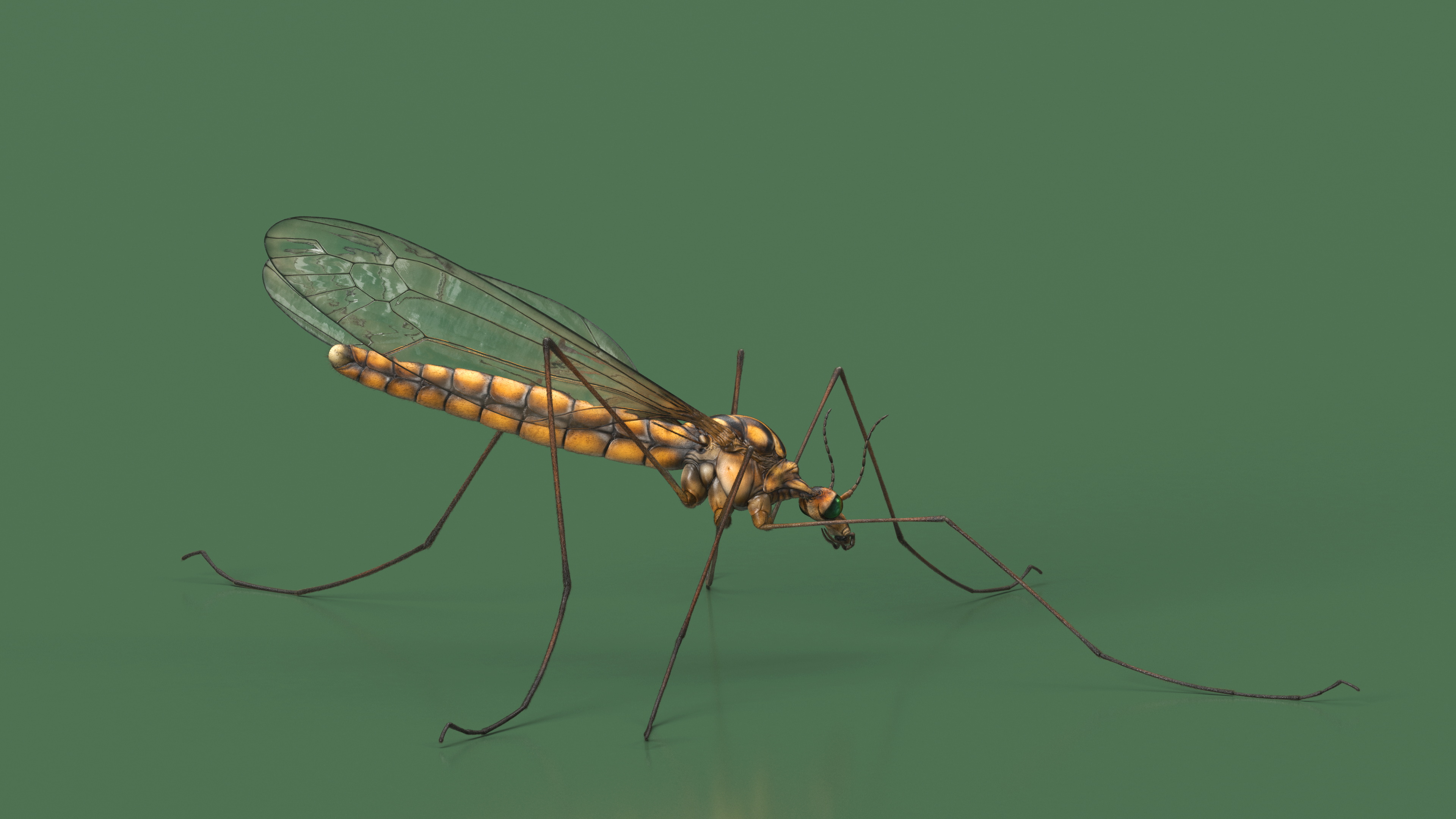 3D model Crane Fly Fur Rigged
