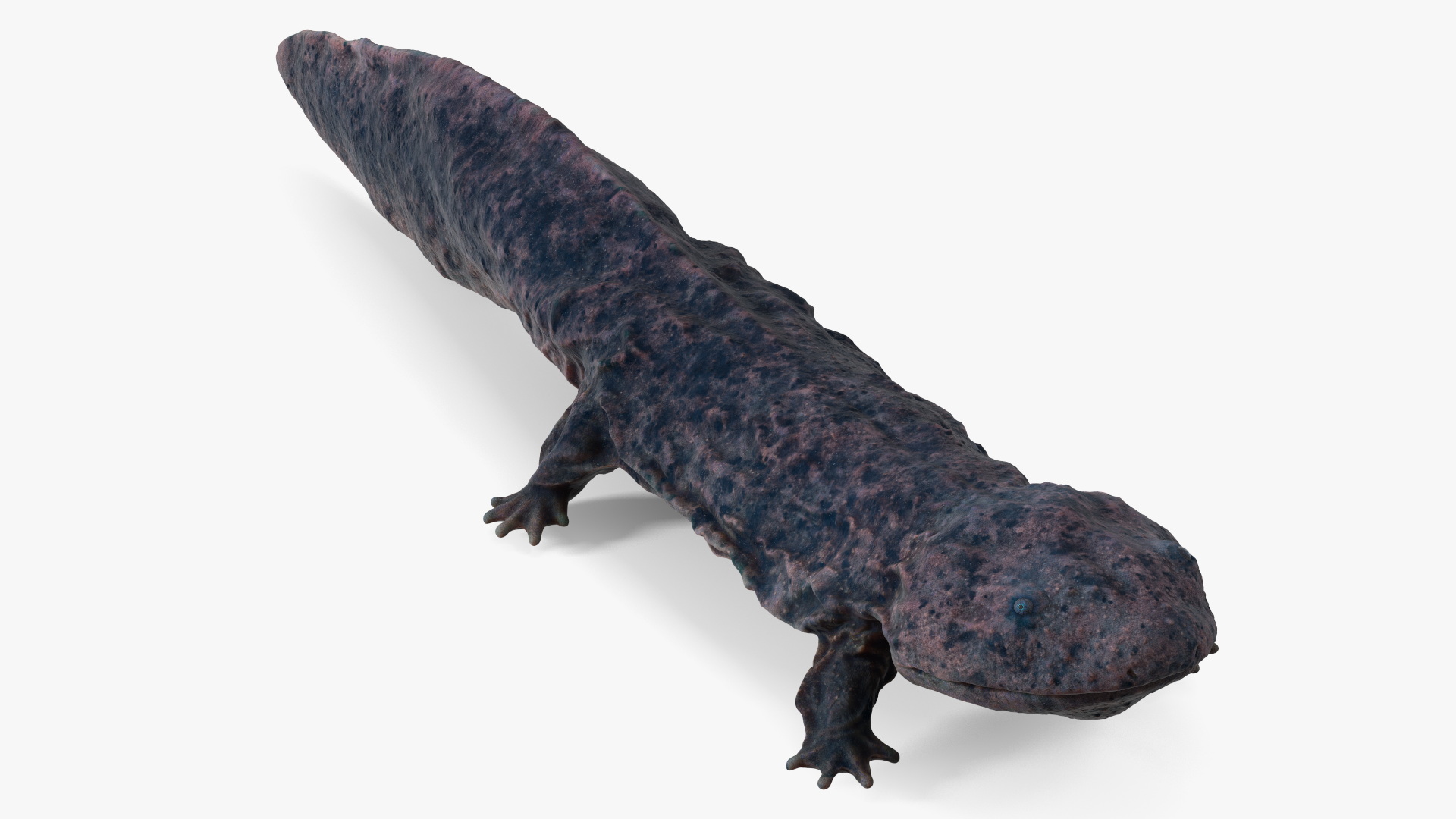 3D model Salamander Dark