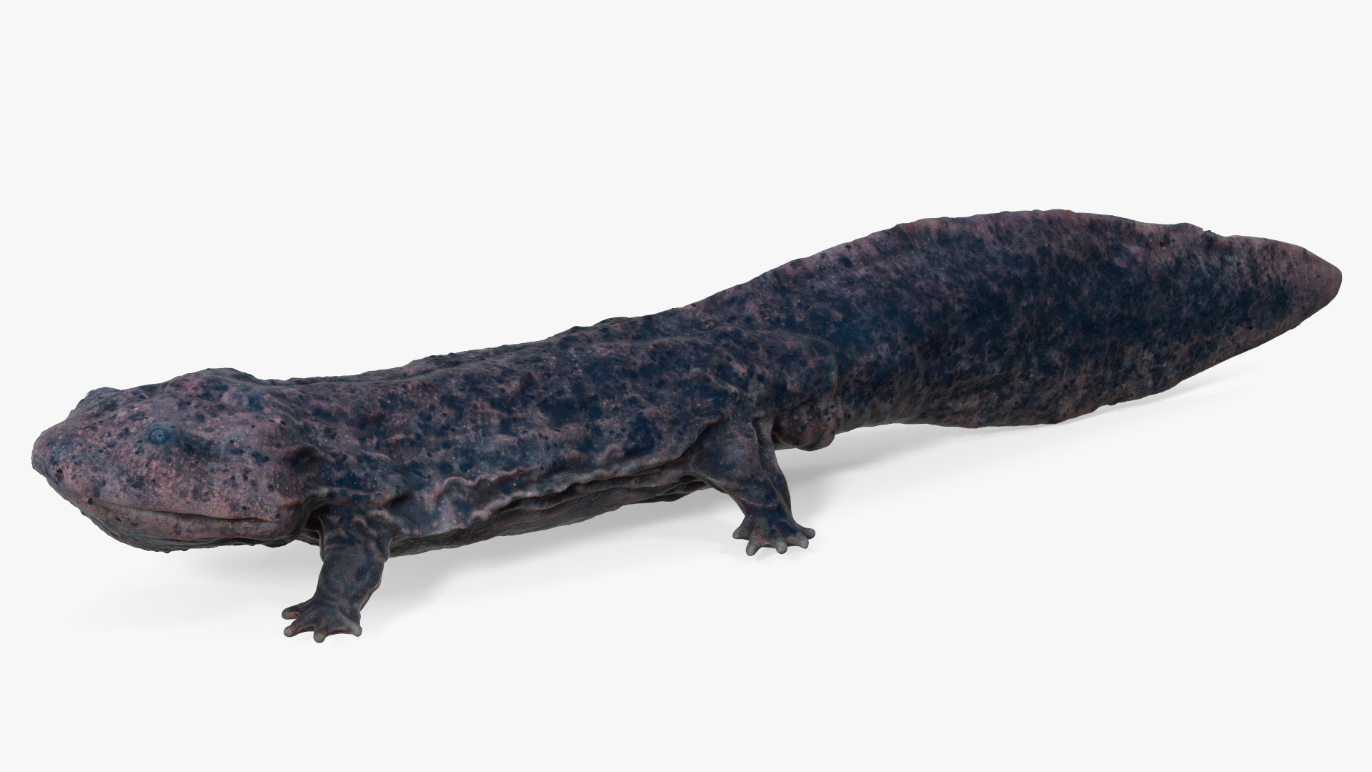 3D model Salamander Dark