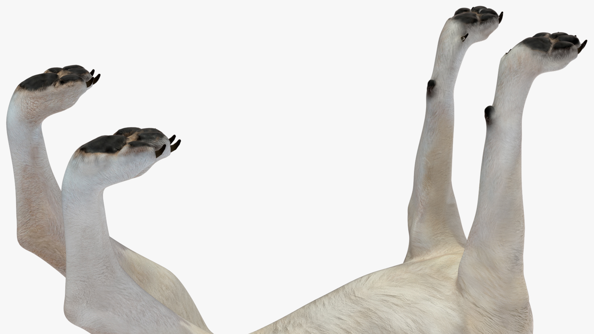 3D Canis Lupus Arctos model