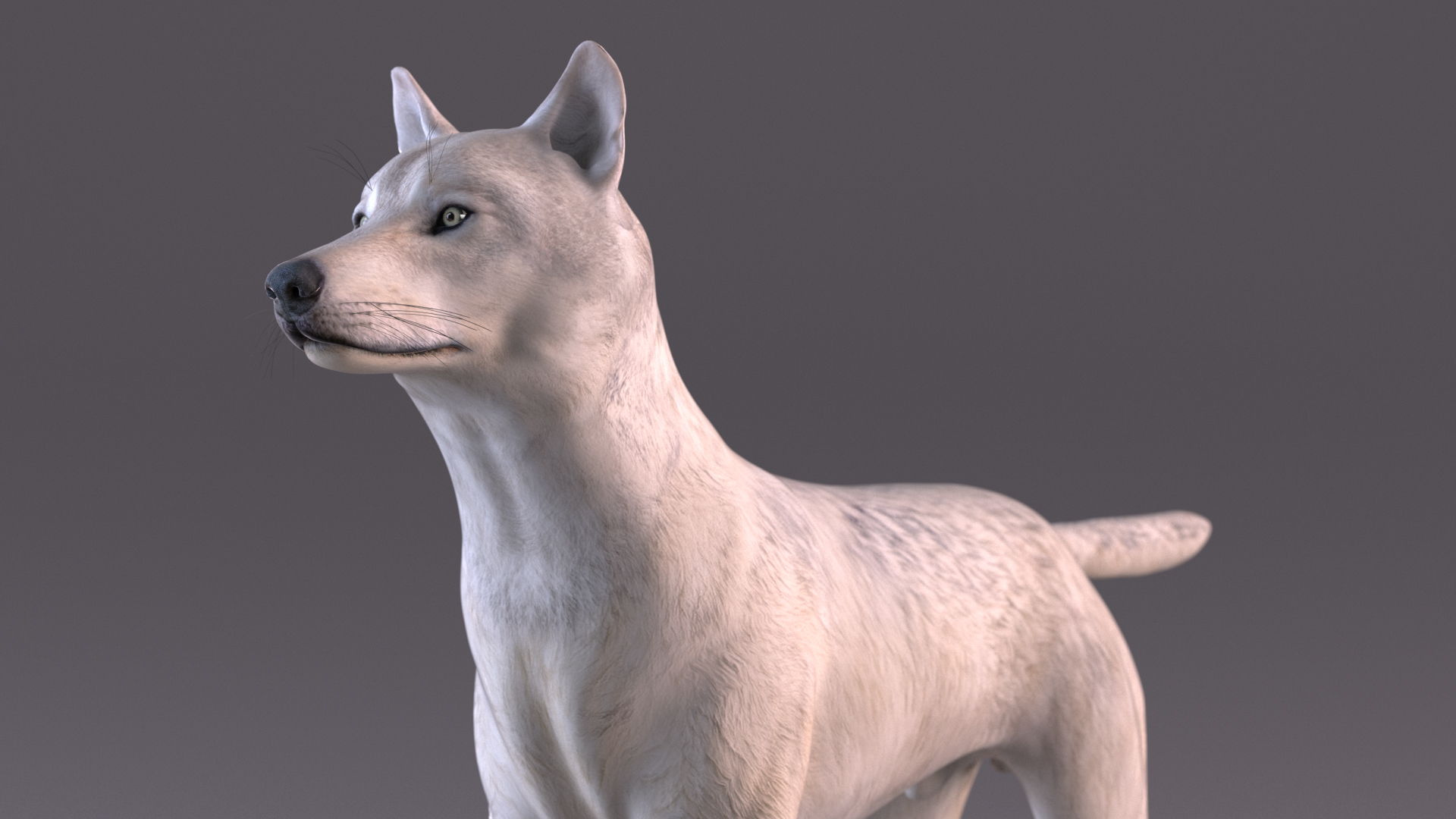 3D Canis Lupus Arctos model