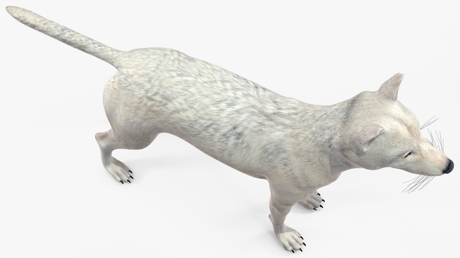 3D Canis Lupus Arctos model