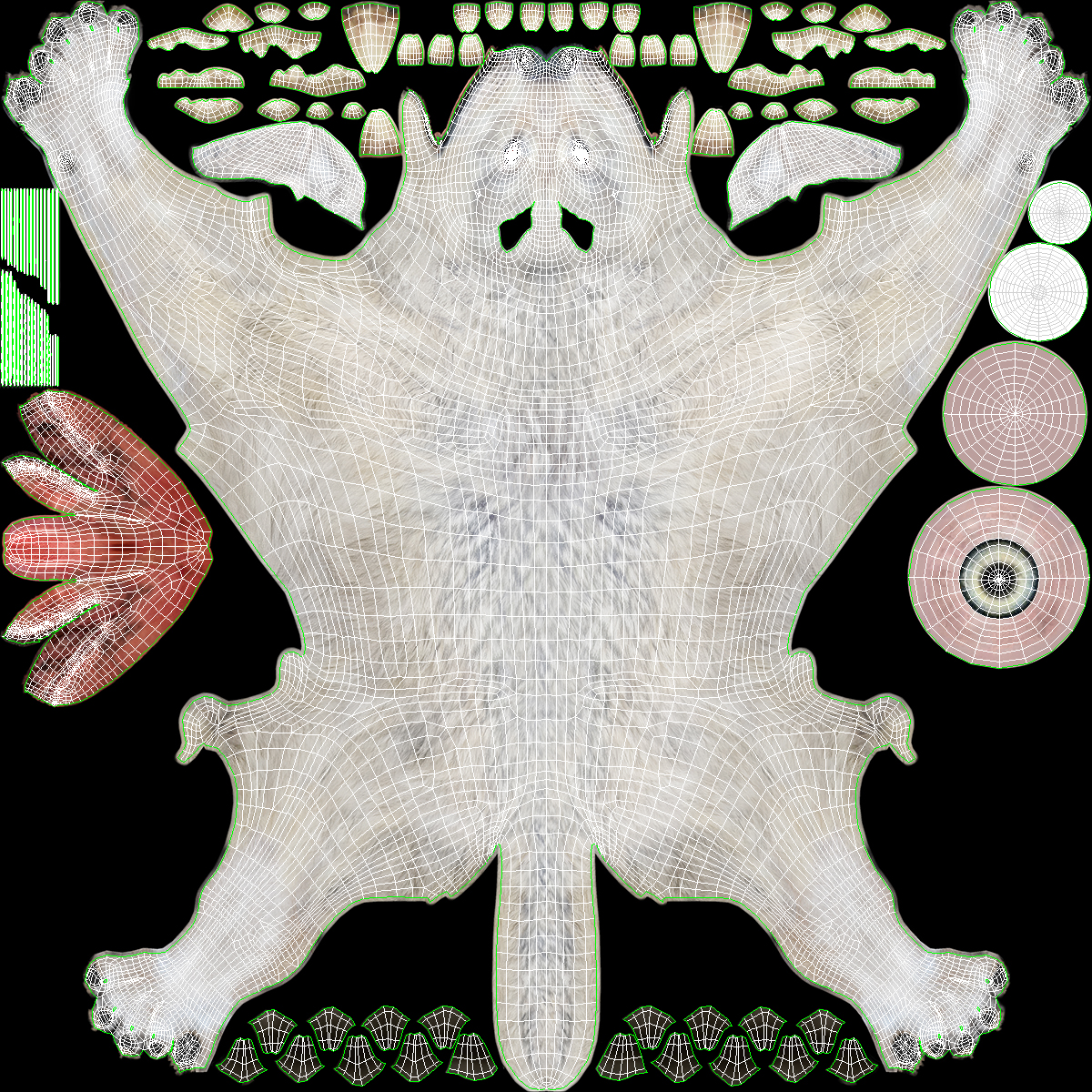 3D Canis Lupus Arctos model