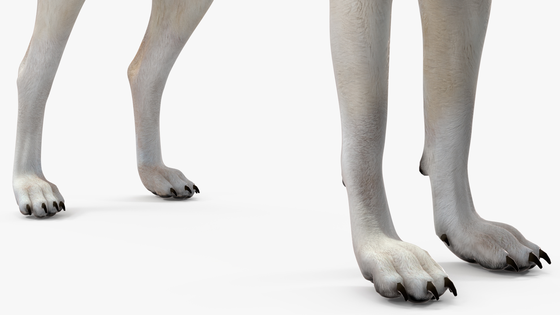3D Canis Lupus Arctos model
