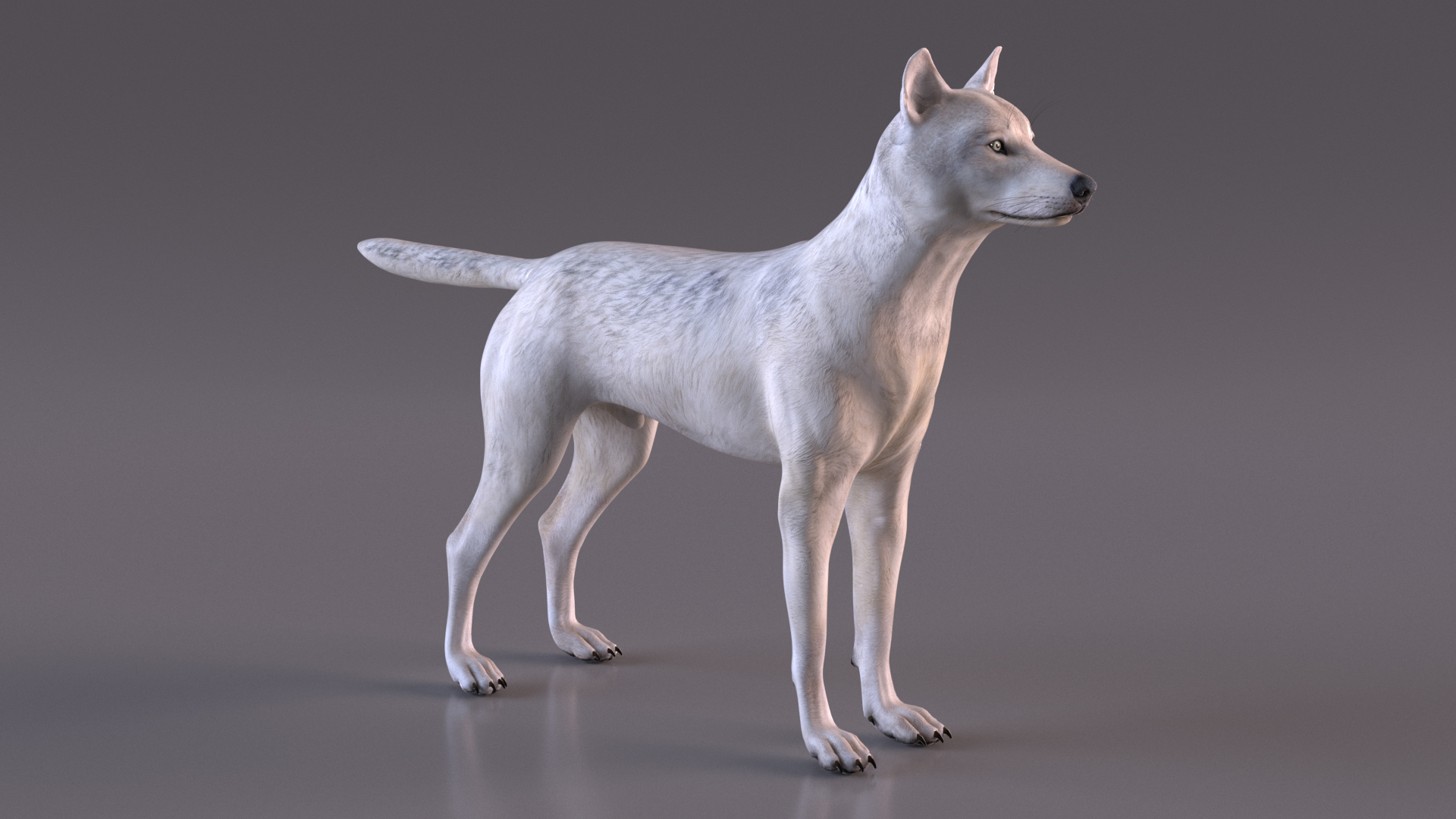 3D Canis Lupus Arctos model