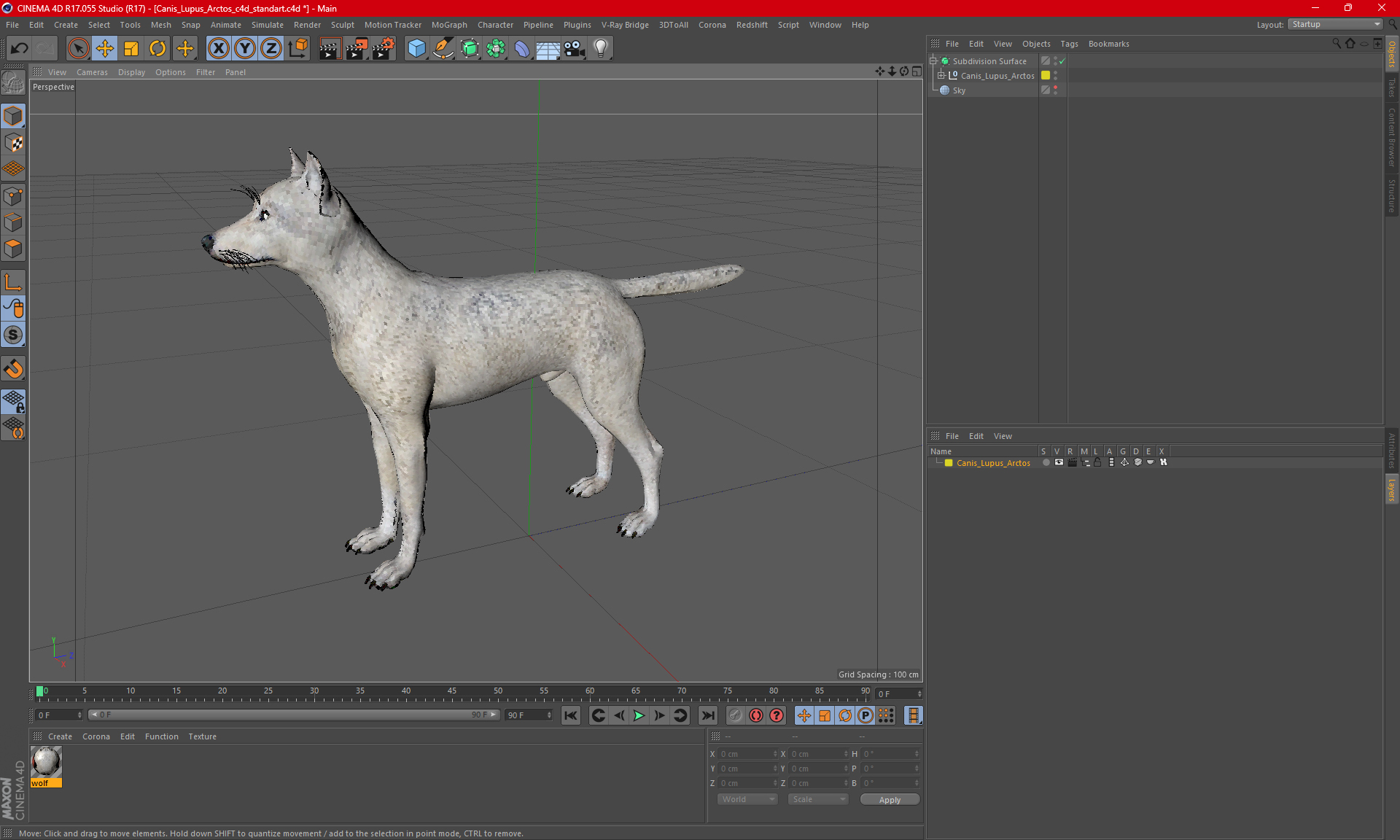 3D Canis Lupus Arctos model