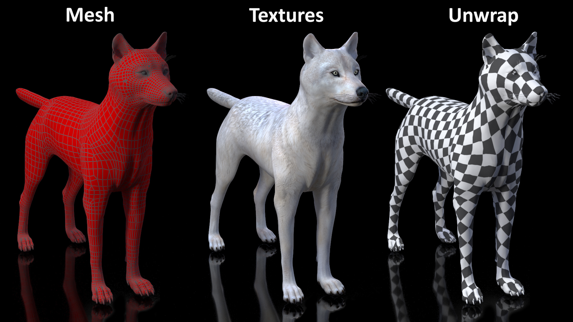 3D Canis Lupus Arctos model