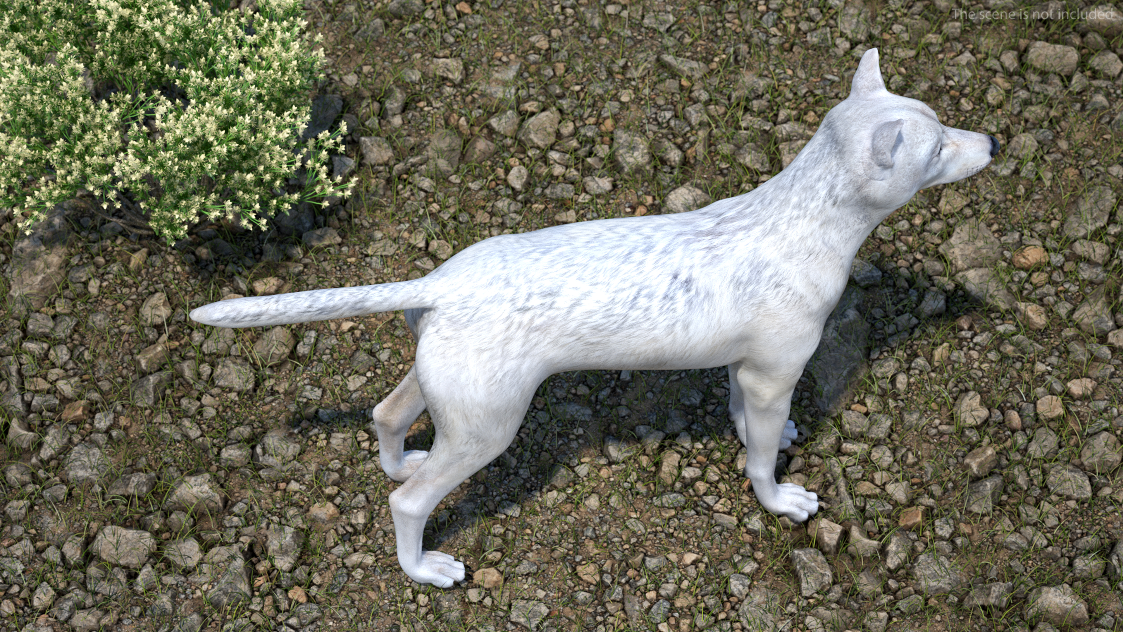3D Canis Lupus Arctos model