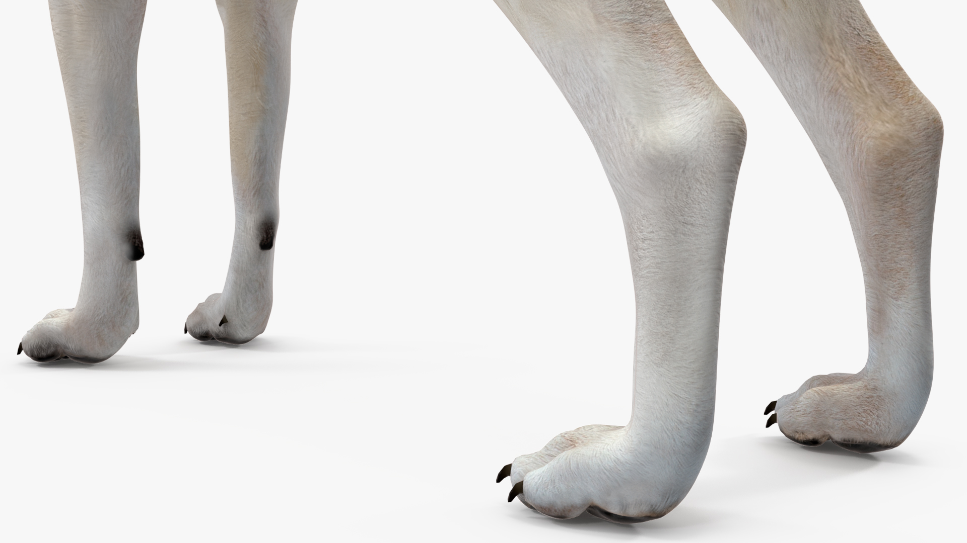 3D Canis Lupus Arctos model