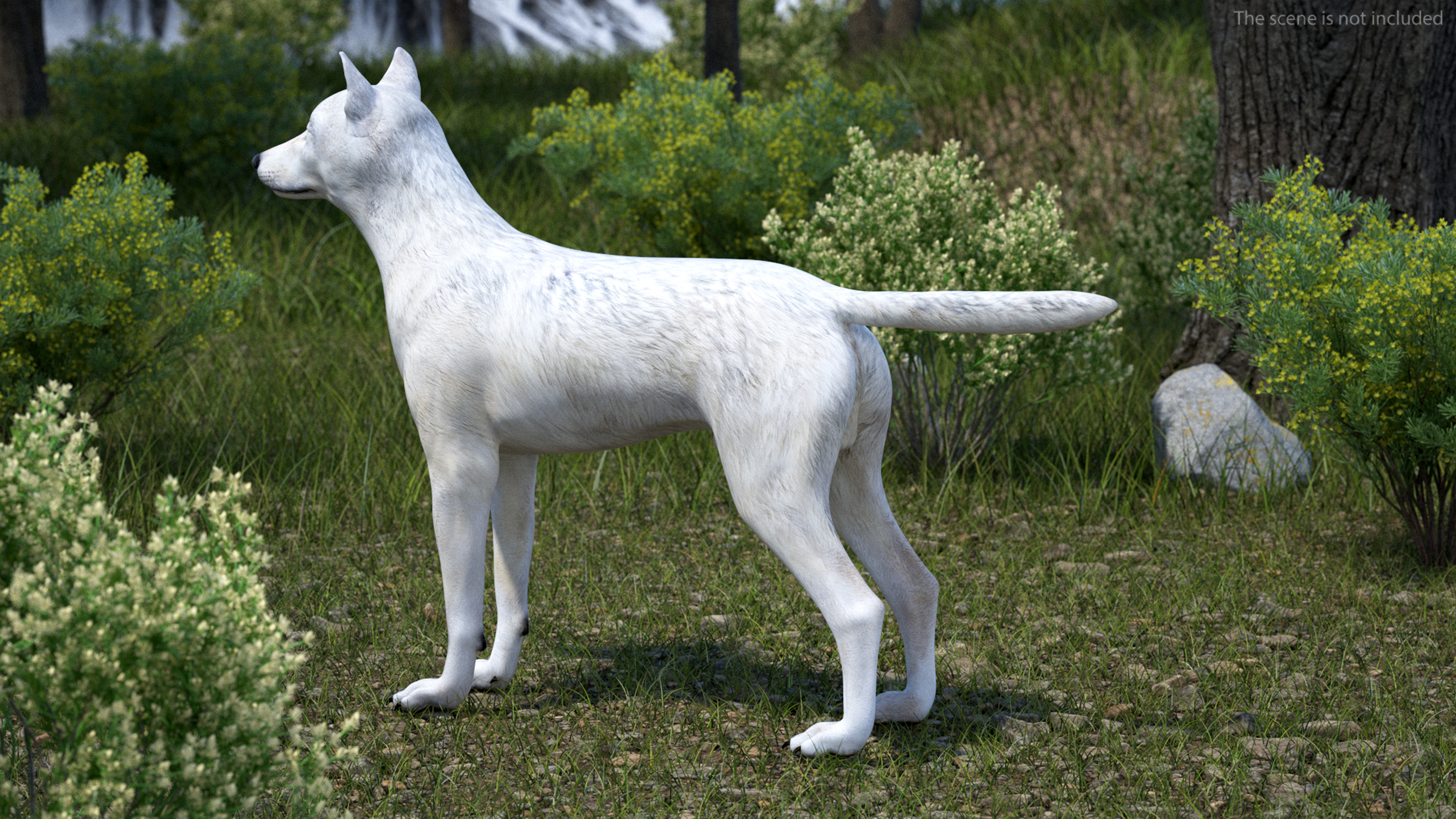 3D Canis Lupus Arctos model