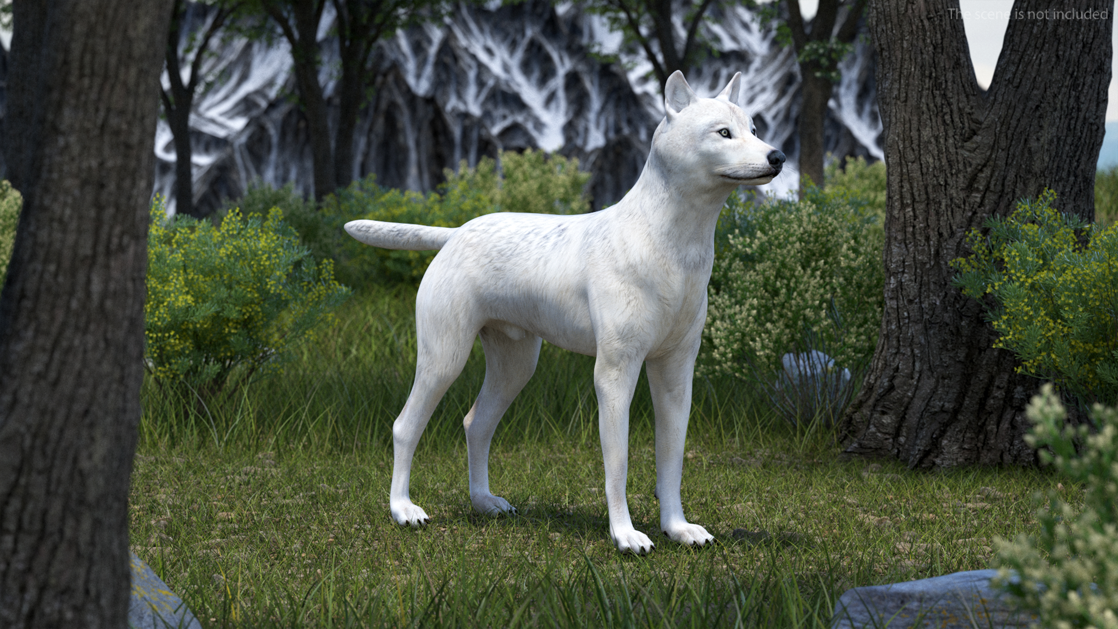 3D Canis Lupus Arctos model