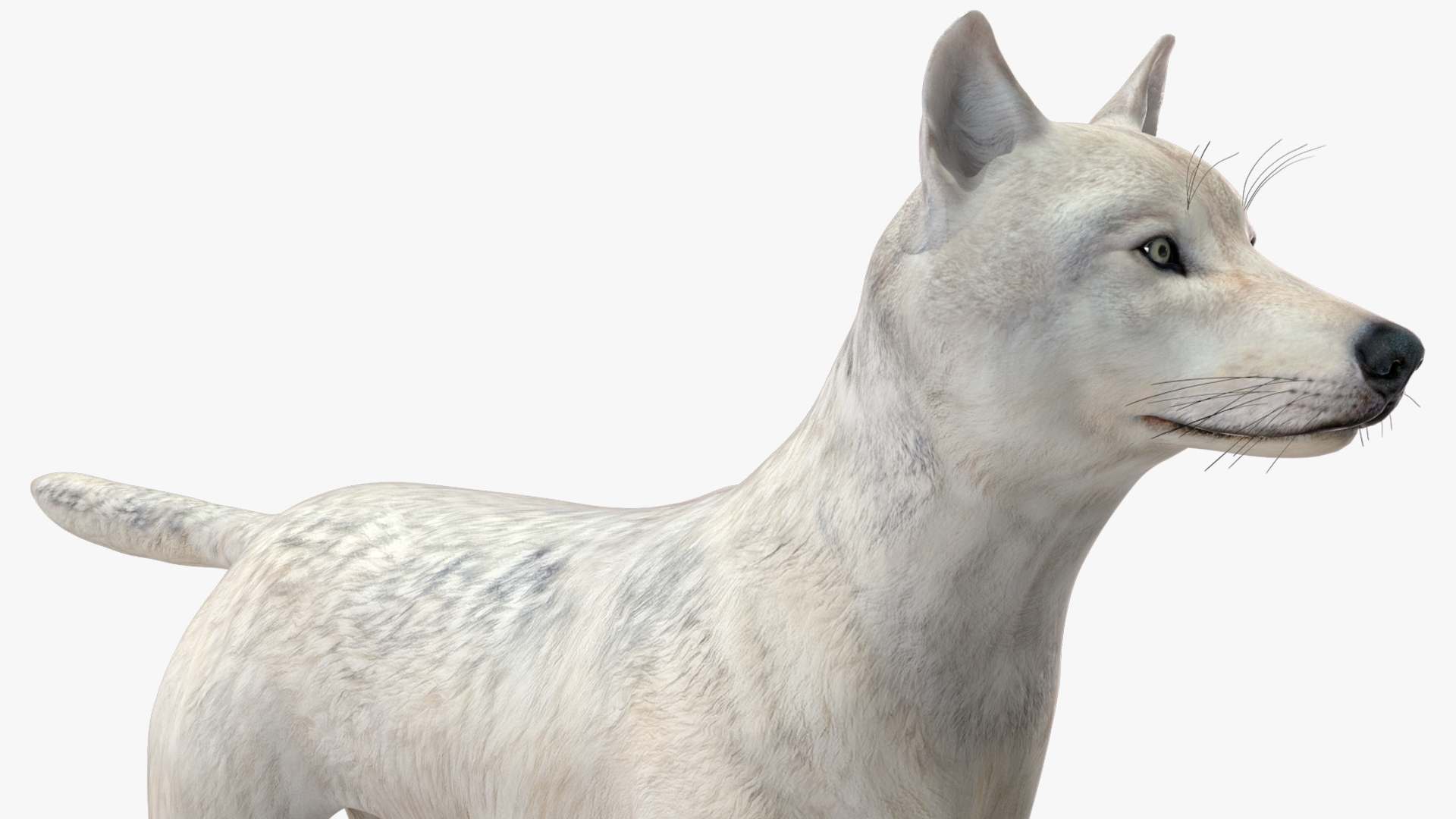3D Canis Lupus Arctos model