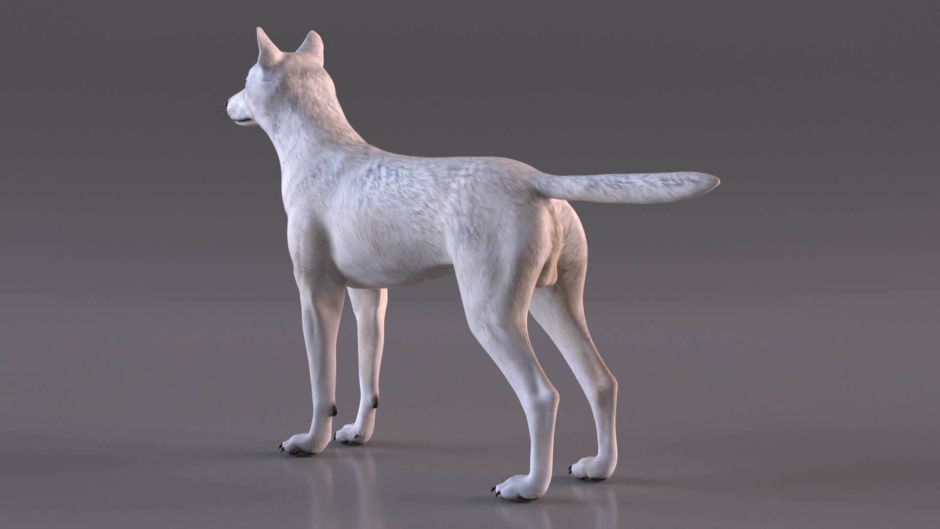 3D Canis Lupus Arctos model