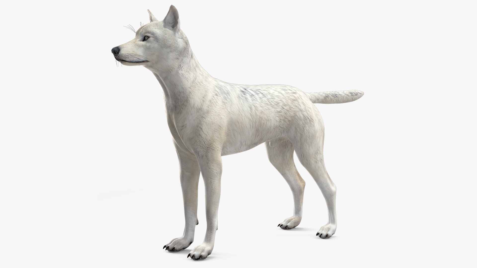 3D Canis Lupus Arctos model