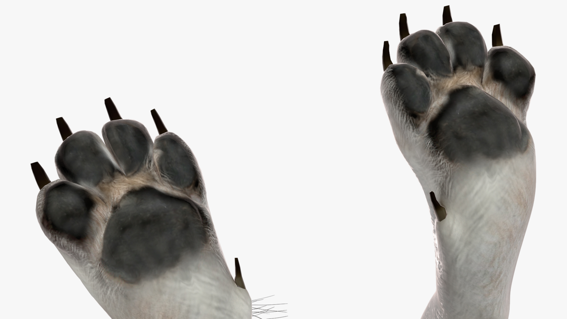 3D Canis Lupus Arctos model