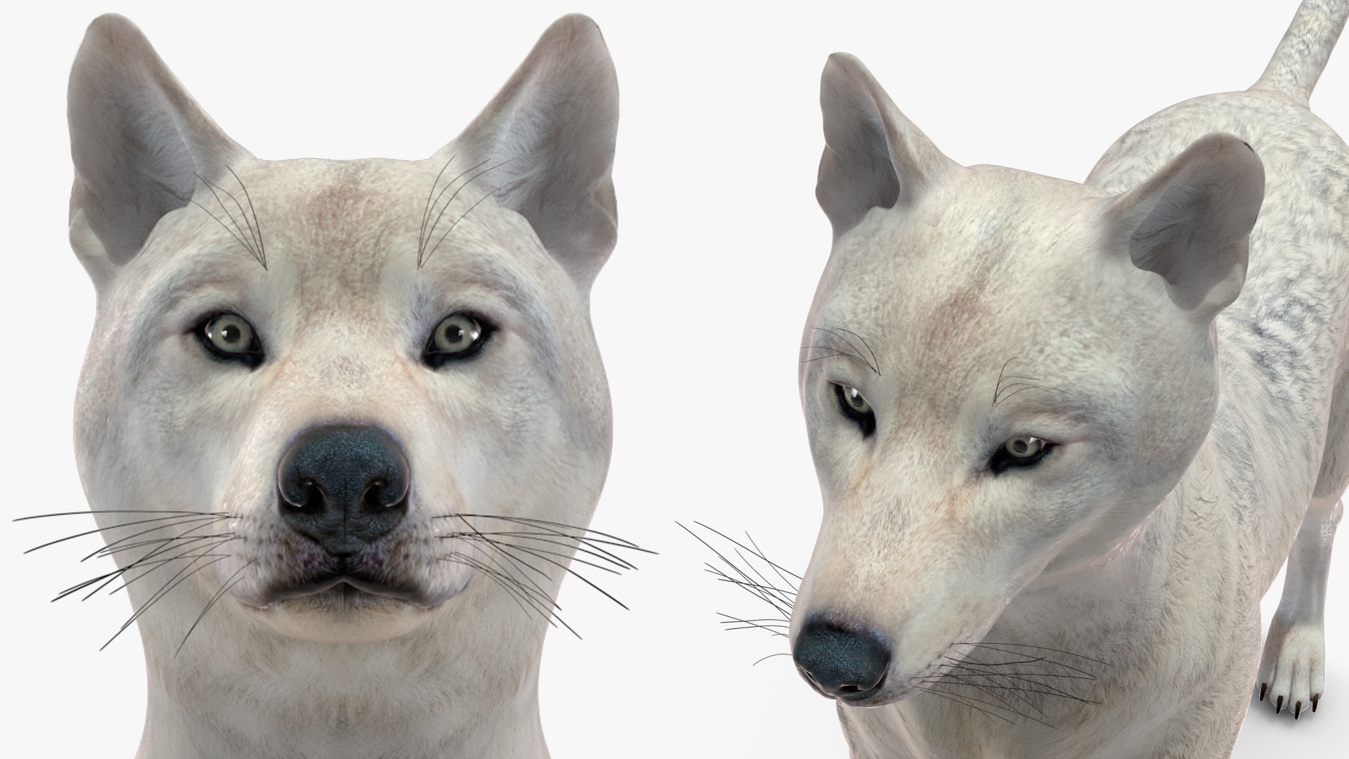 3D Canis Lupus Arctos model