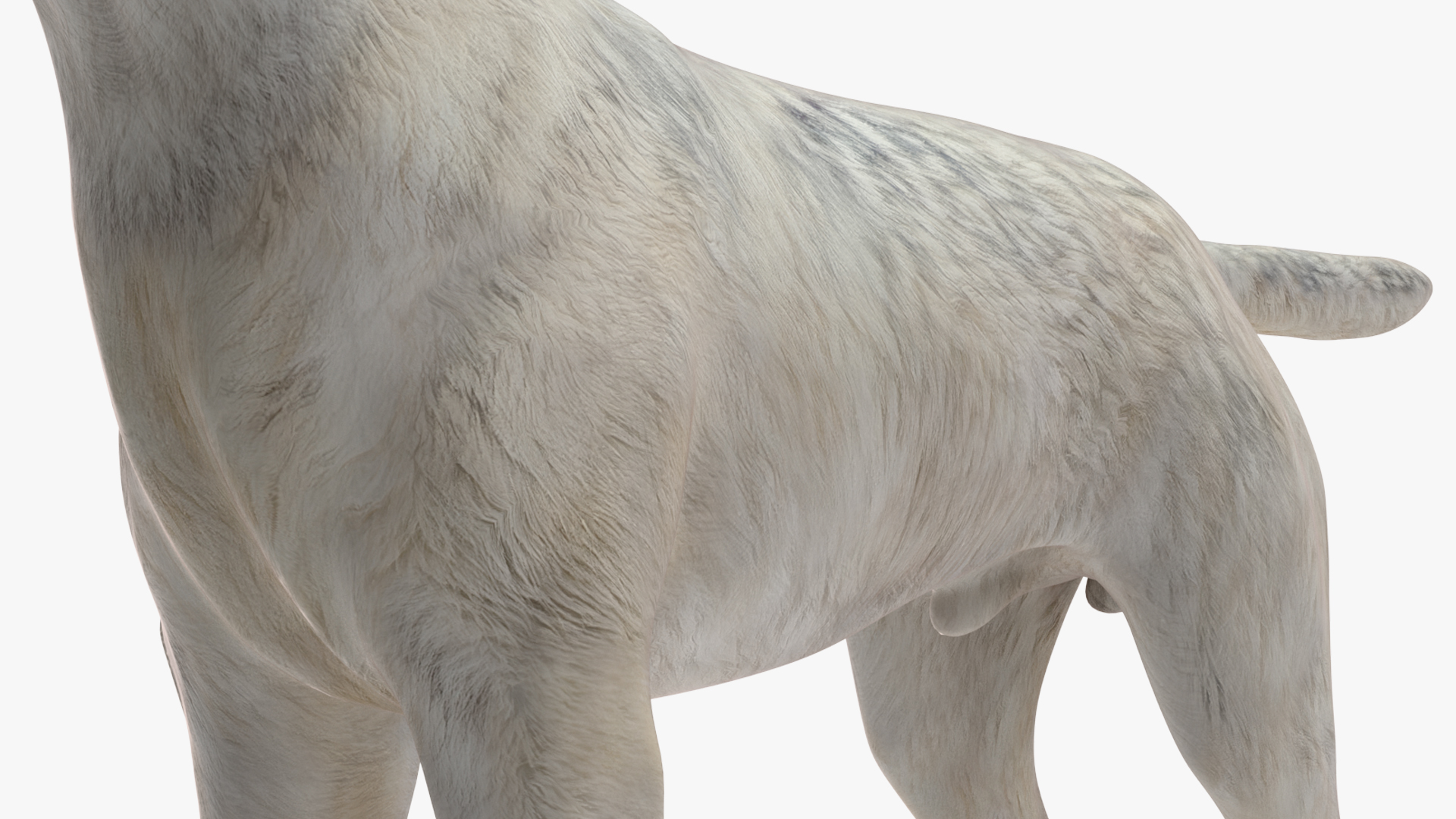 3D Canis Lupus Arctos model