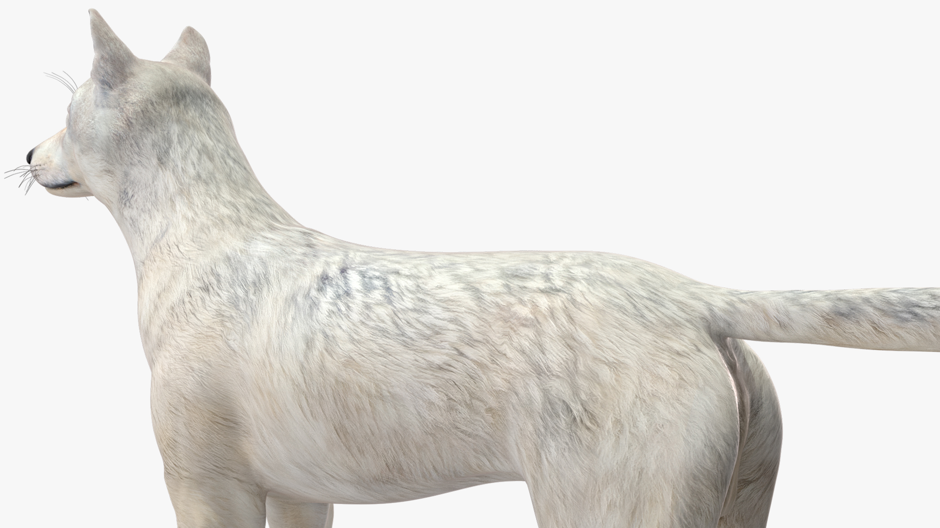 3D Canis Lupus Arctos model