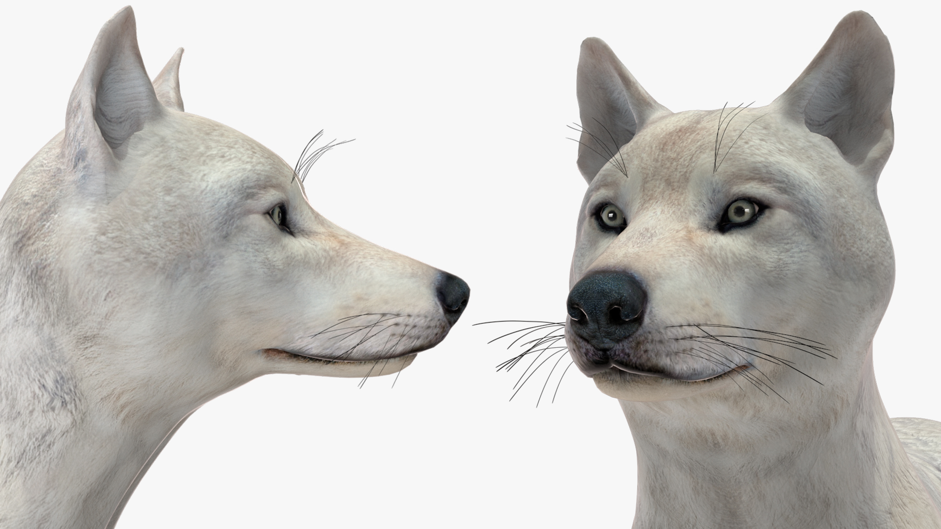 3D Canis Lupus Arctos model