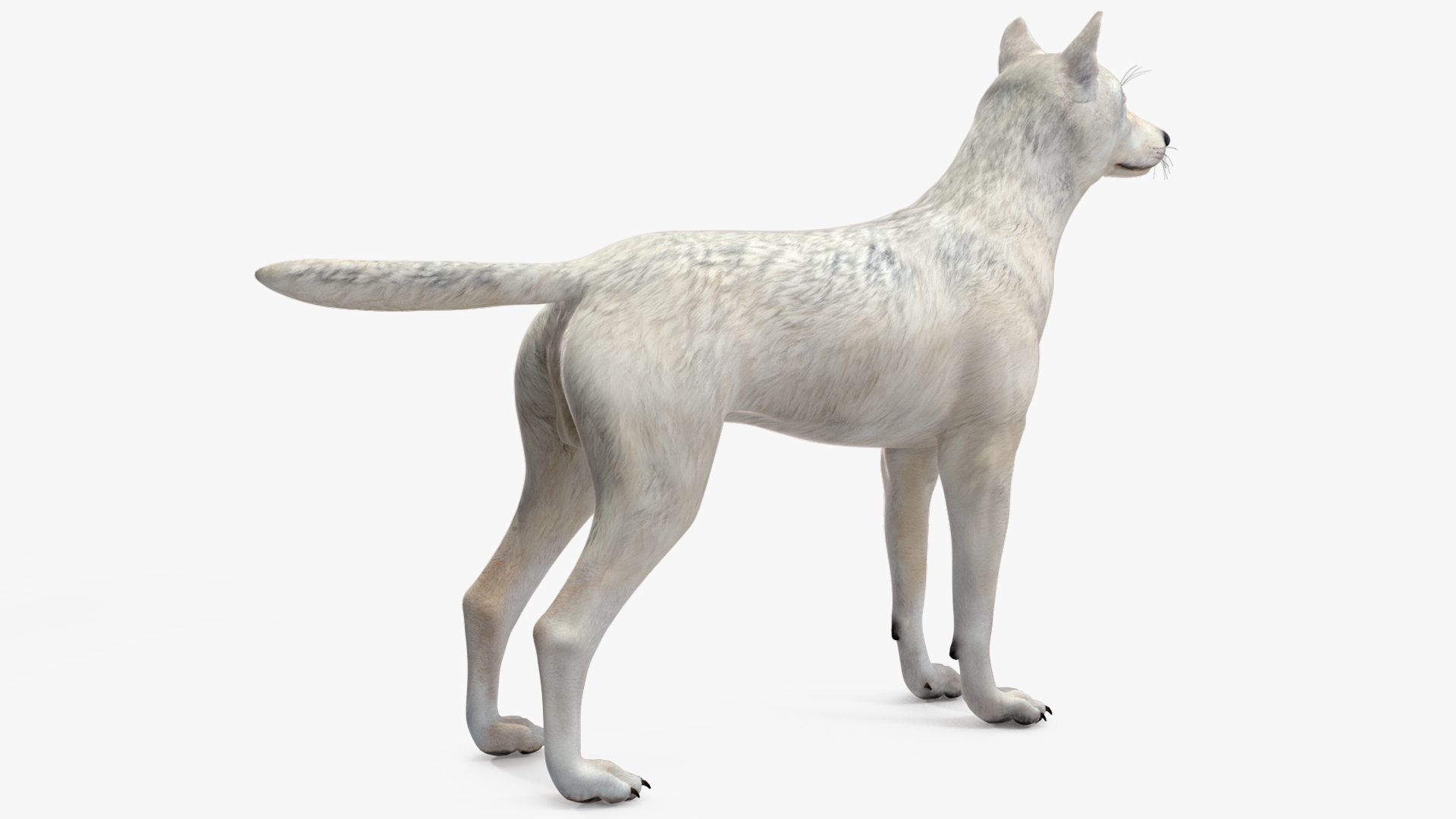 3D Canis Lupus Arctos model