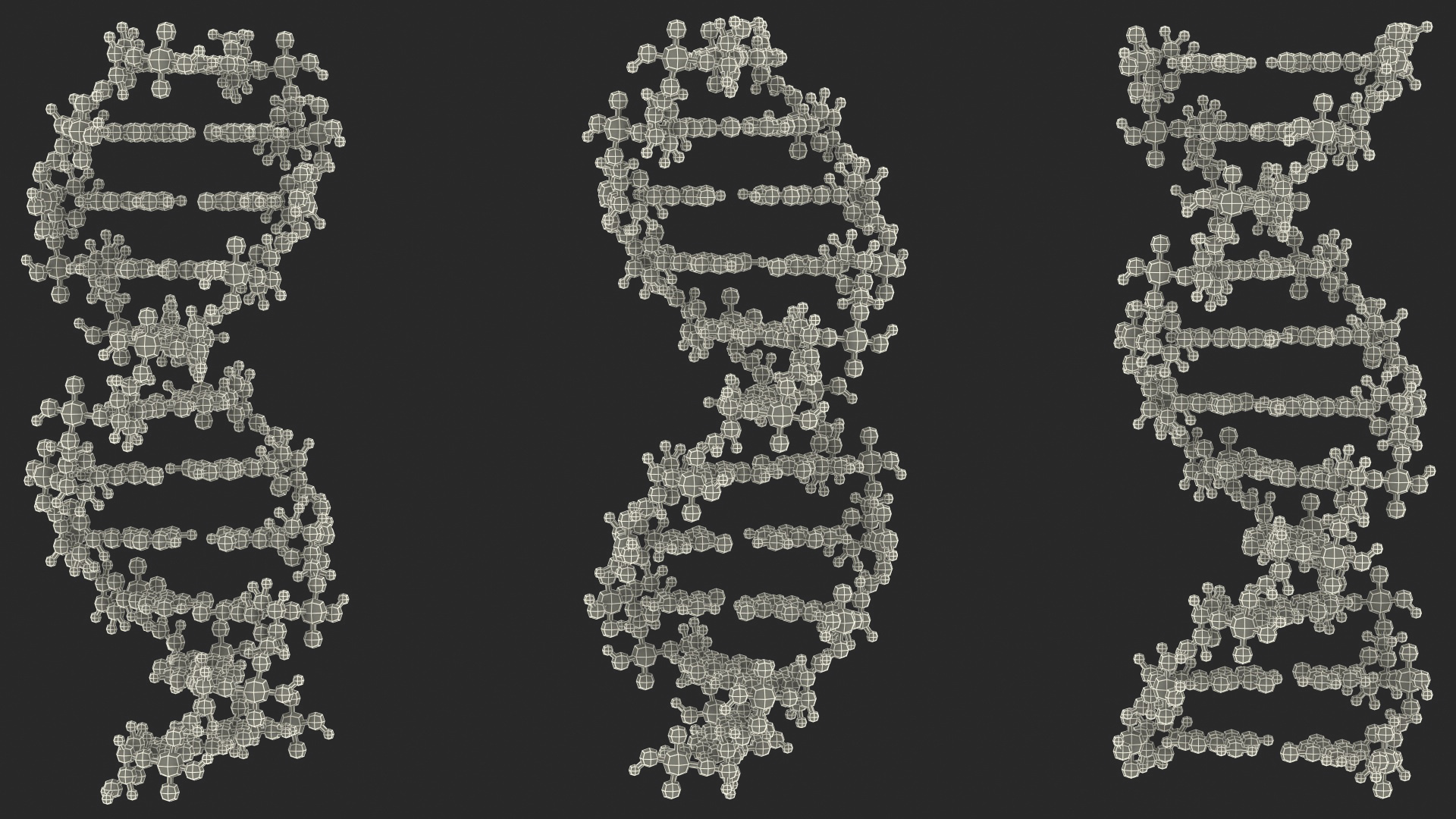 3D model B Form DNA Structure