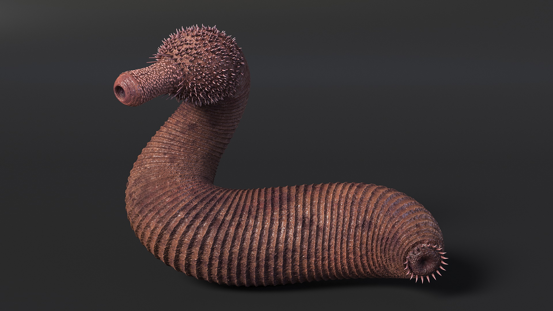 Ottoia Relict Marine Worm Fossil 3D