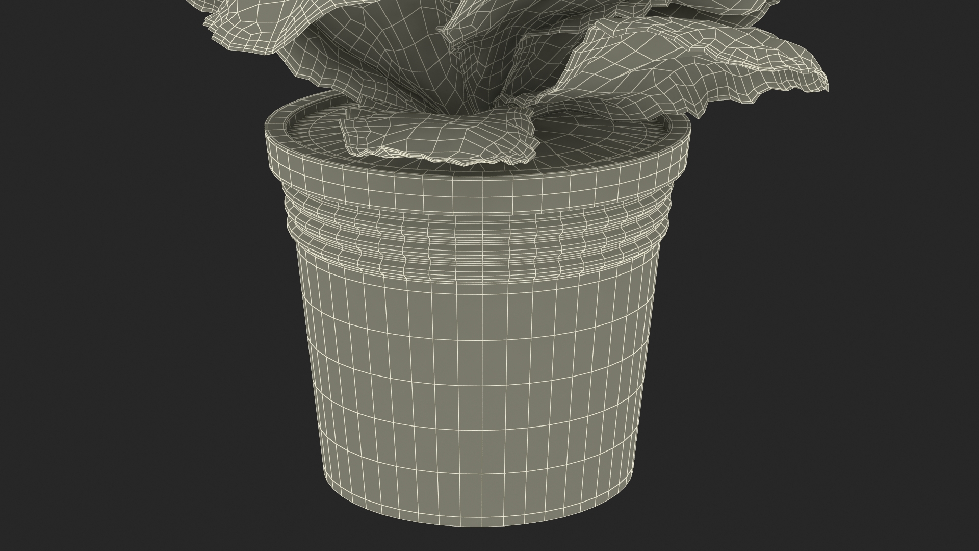 Red Potted Primrose 3D model