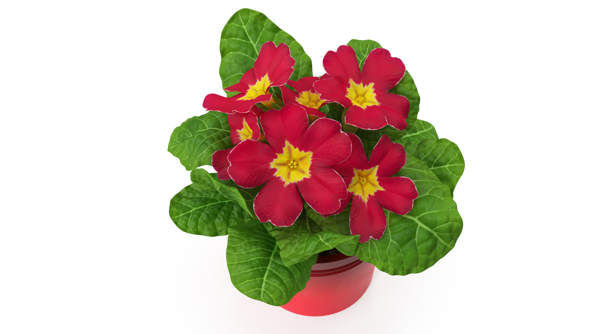 Red Potted Primrose 3D model