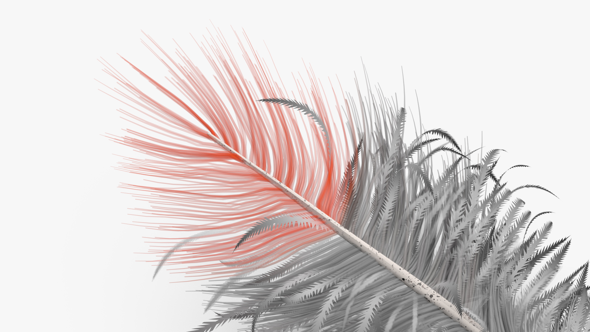 3D model Northern Cardinal Feather
