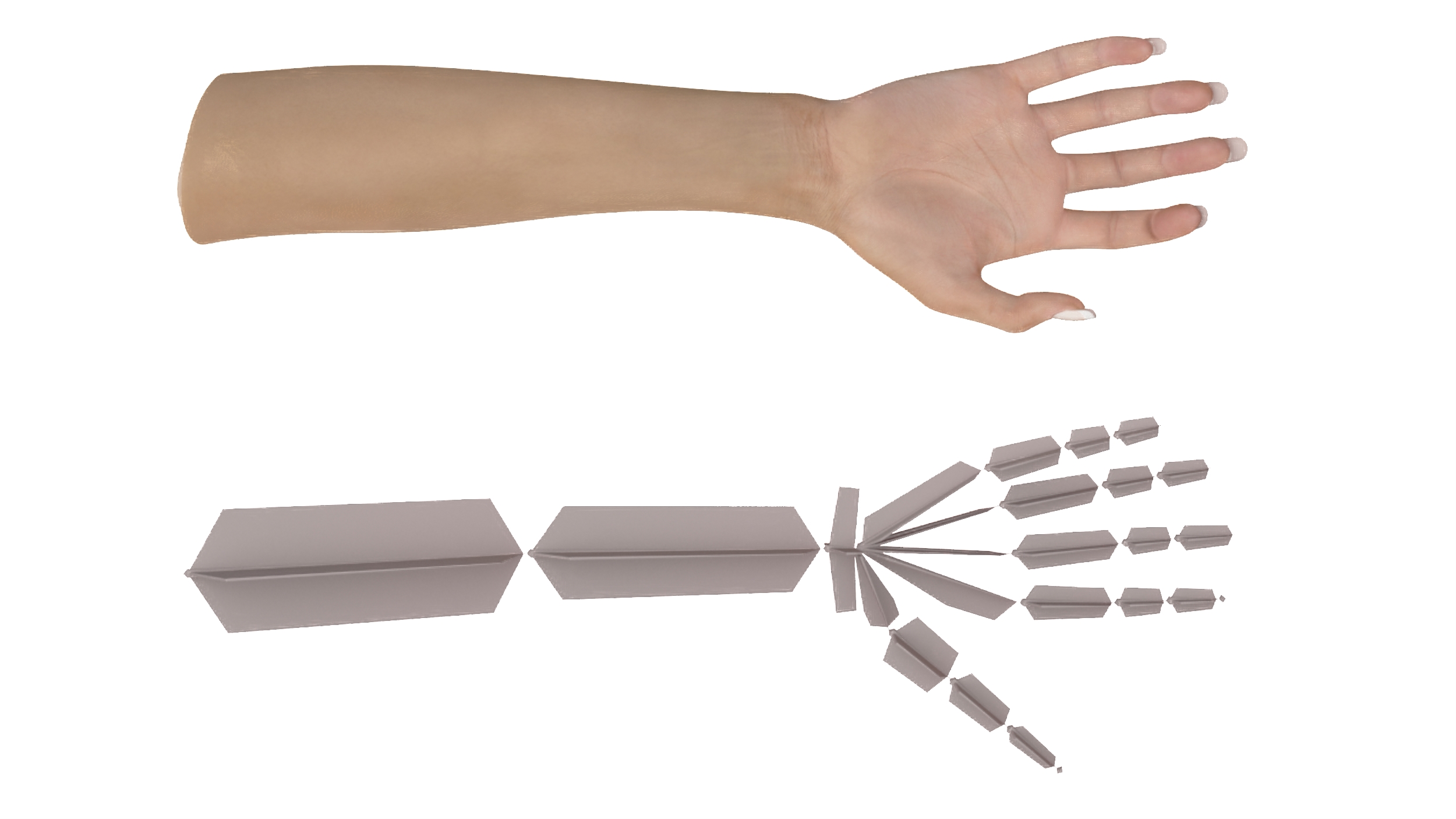 3D White Female Hand Rigged for Maya model