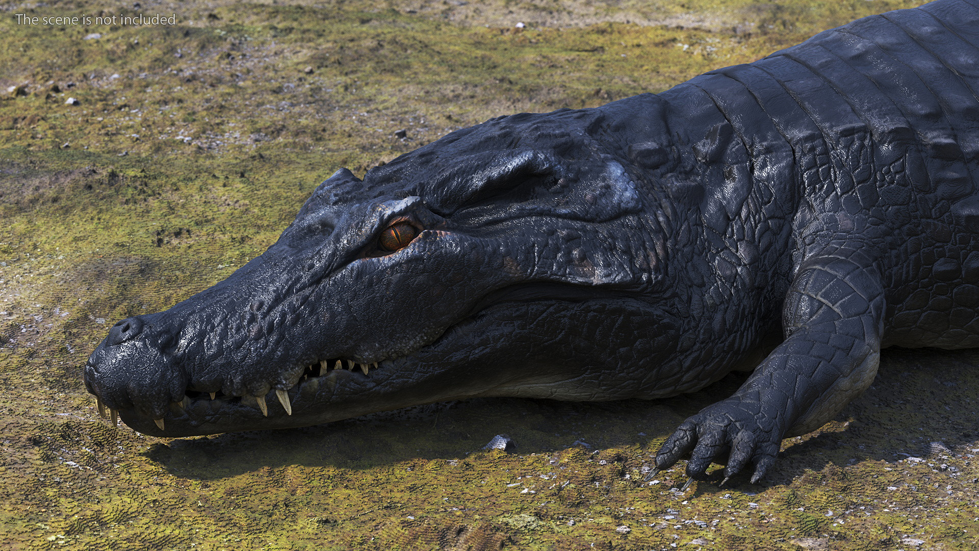 3D Crawling Black Caiman