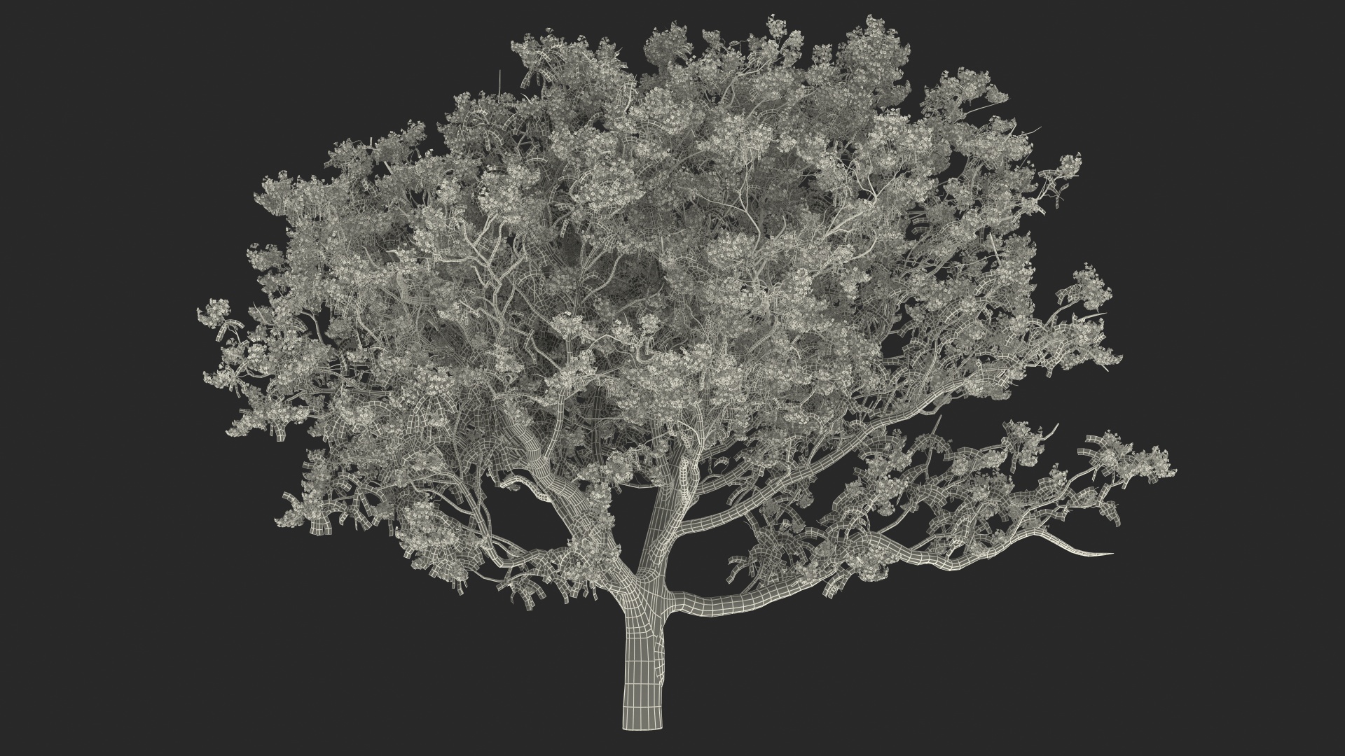 3D Blooming Jacaranda Tree model
