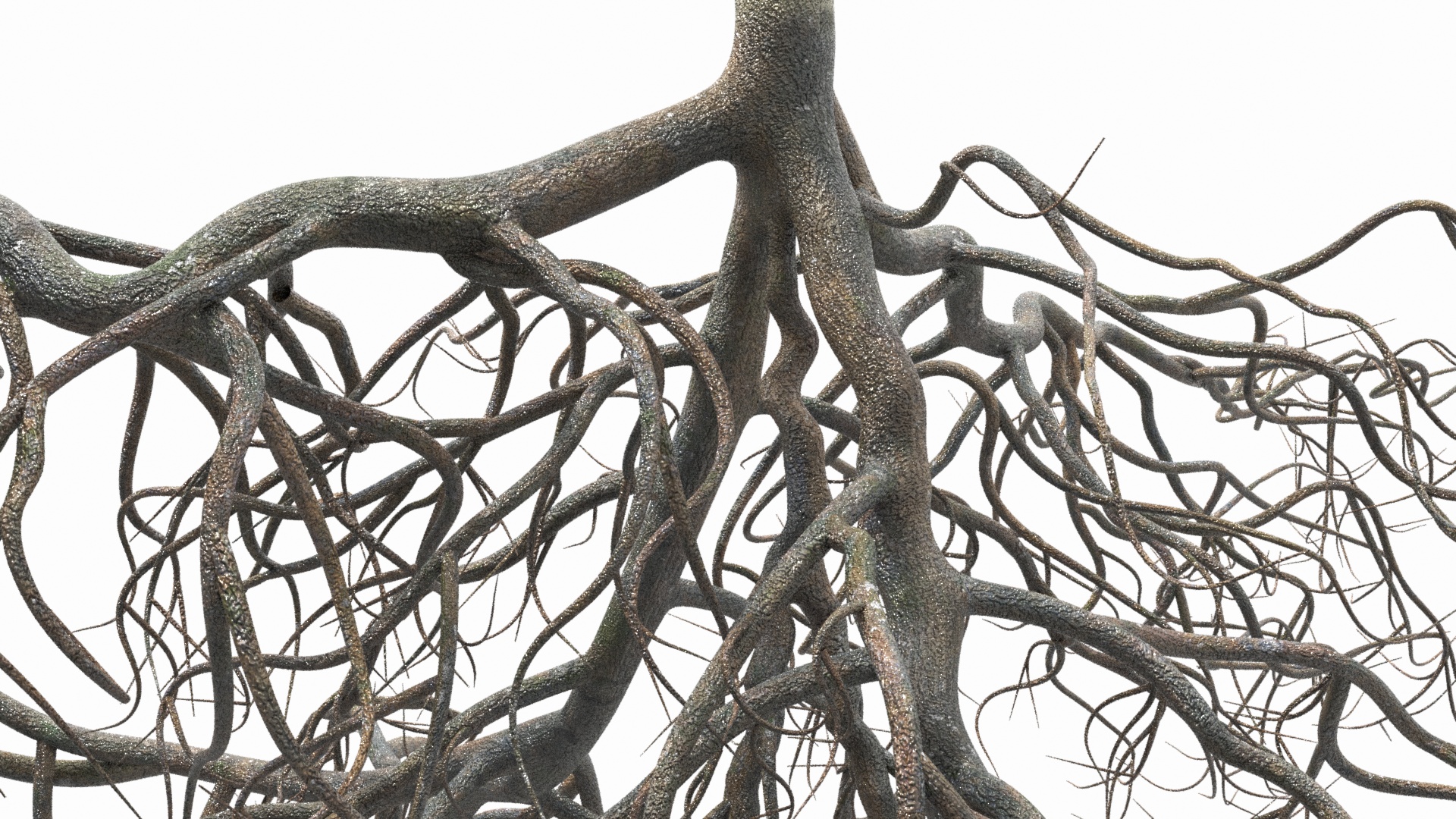 3D model Tree Roots