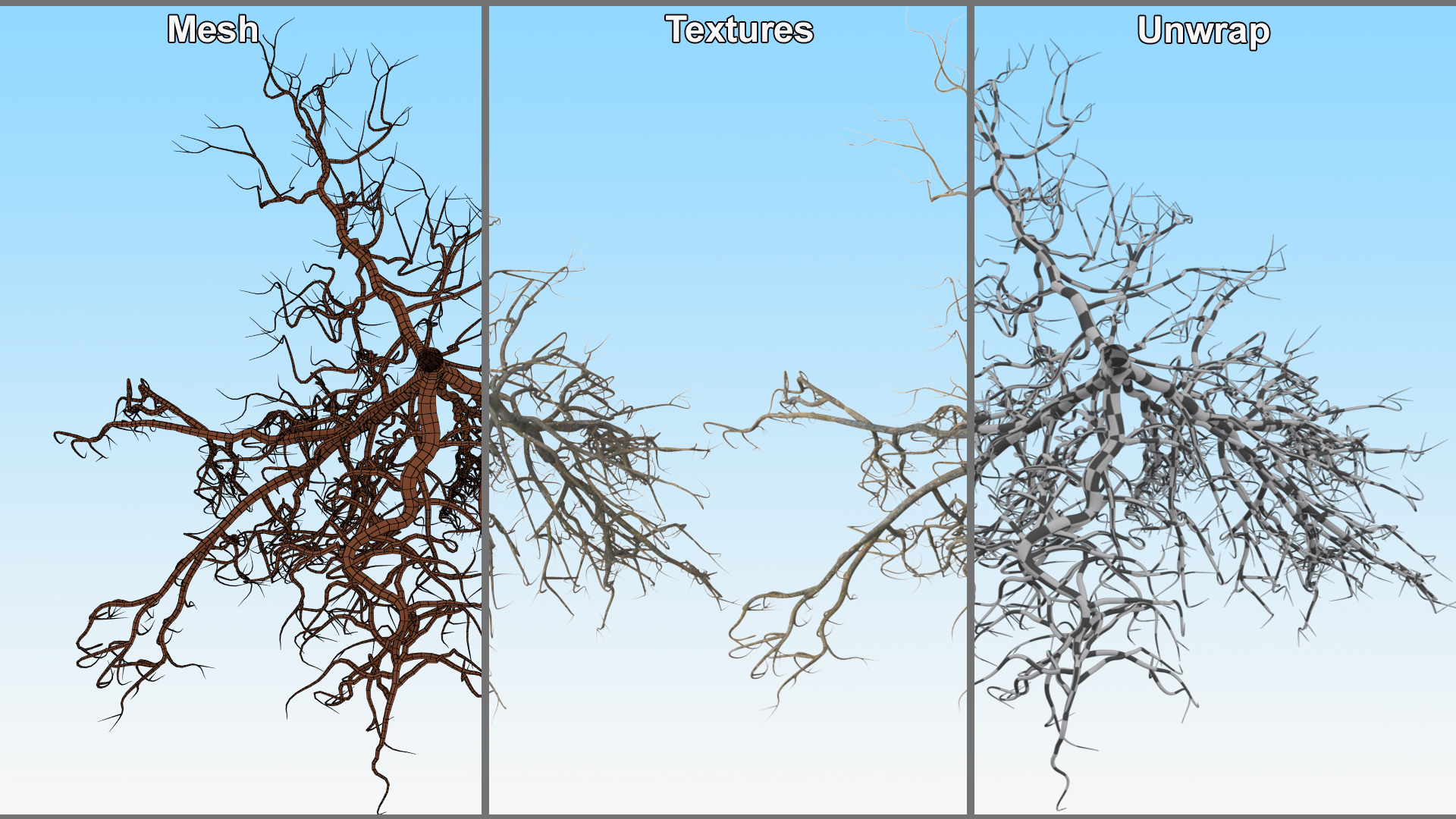 3D model Tree Roots