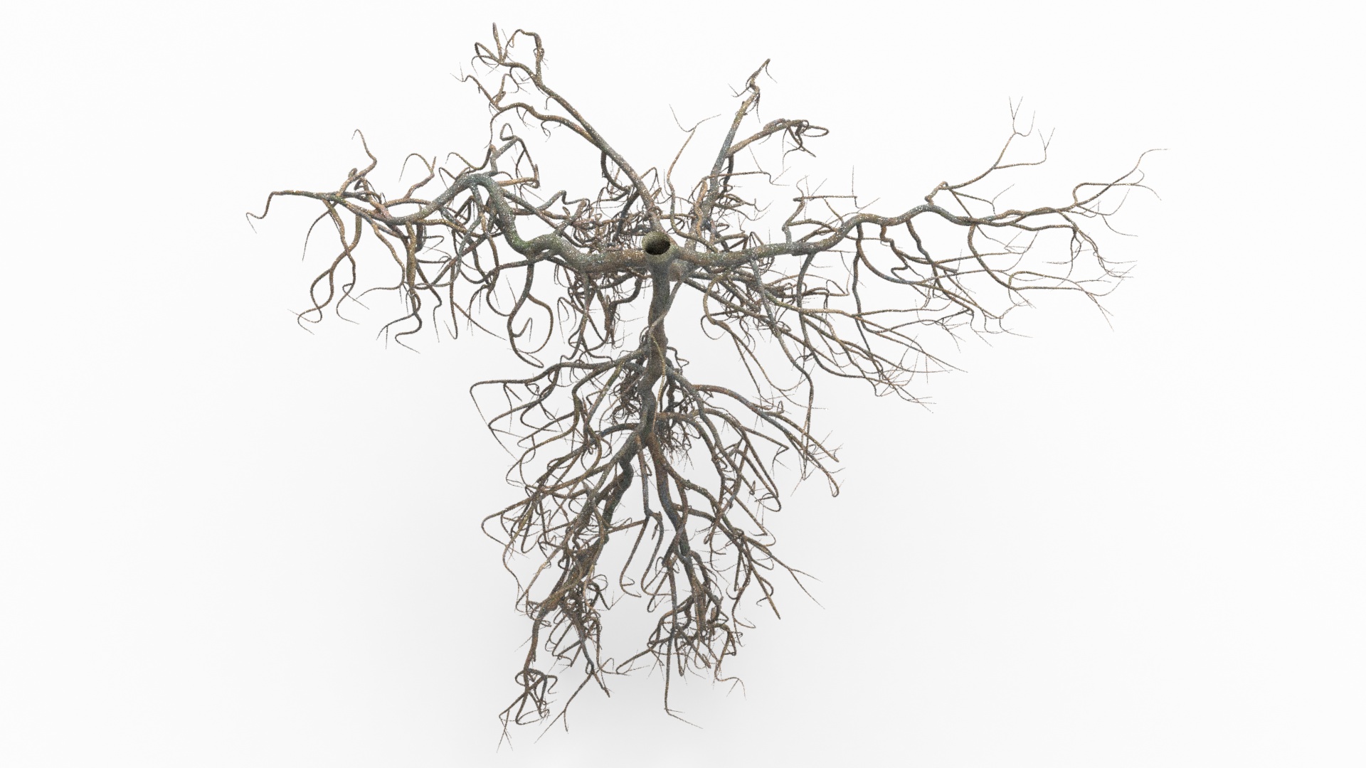 3D model Tree Roots