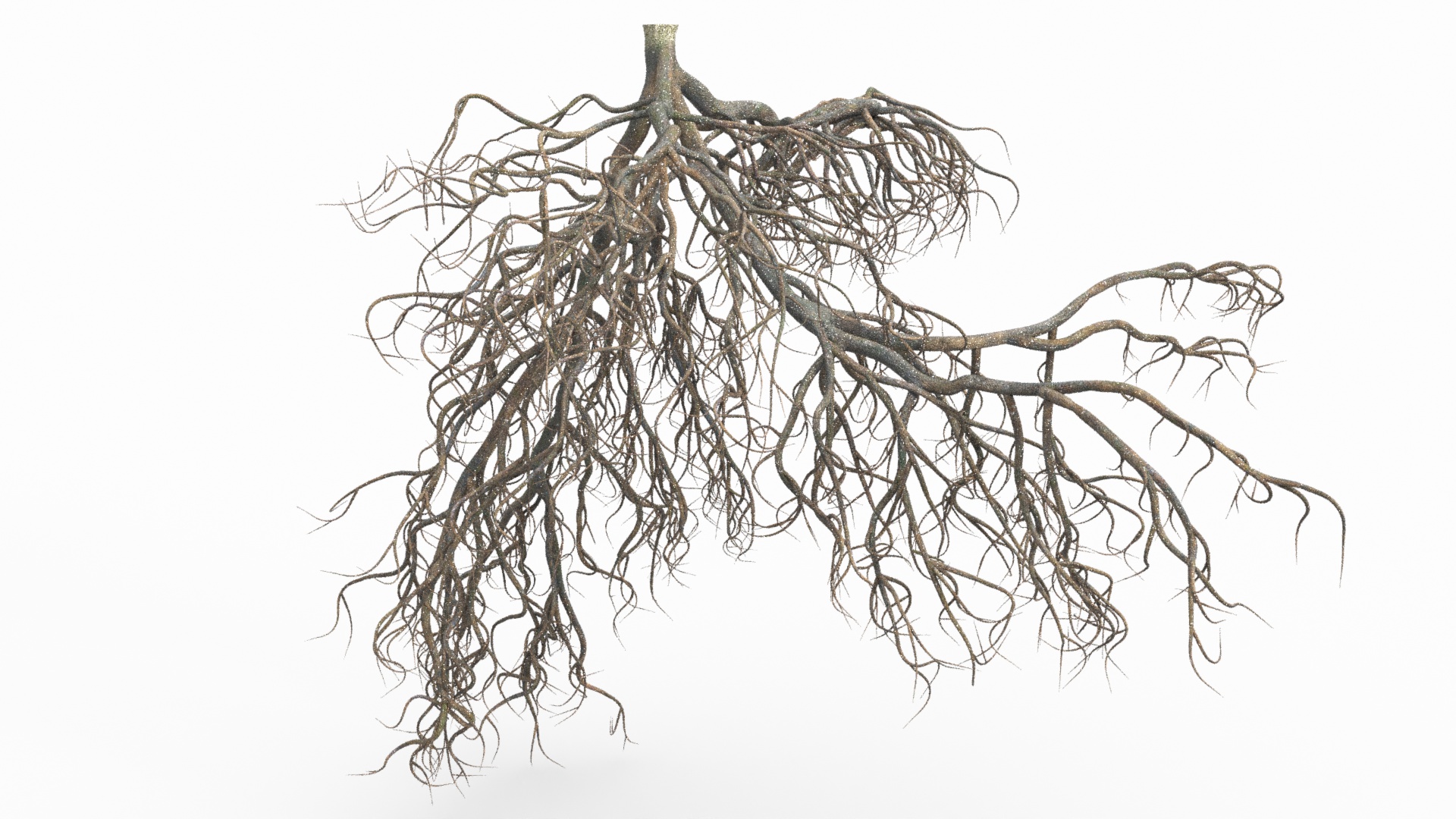 3D model Tree Roots