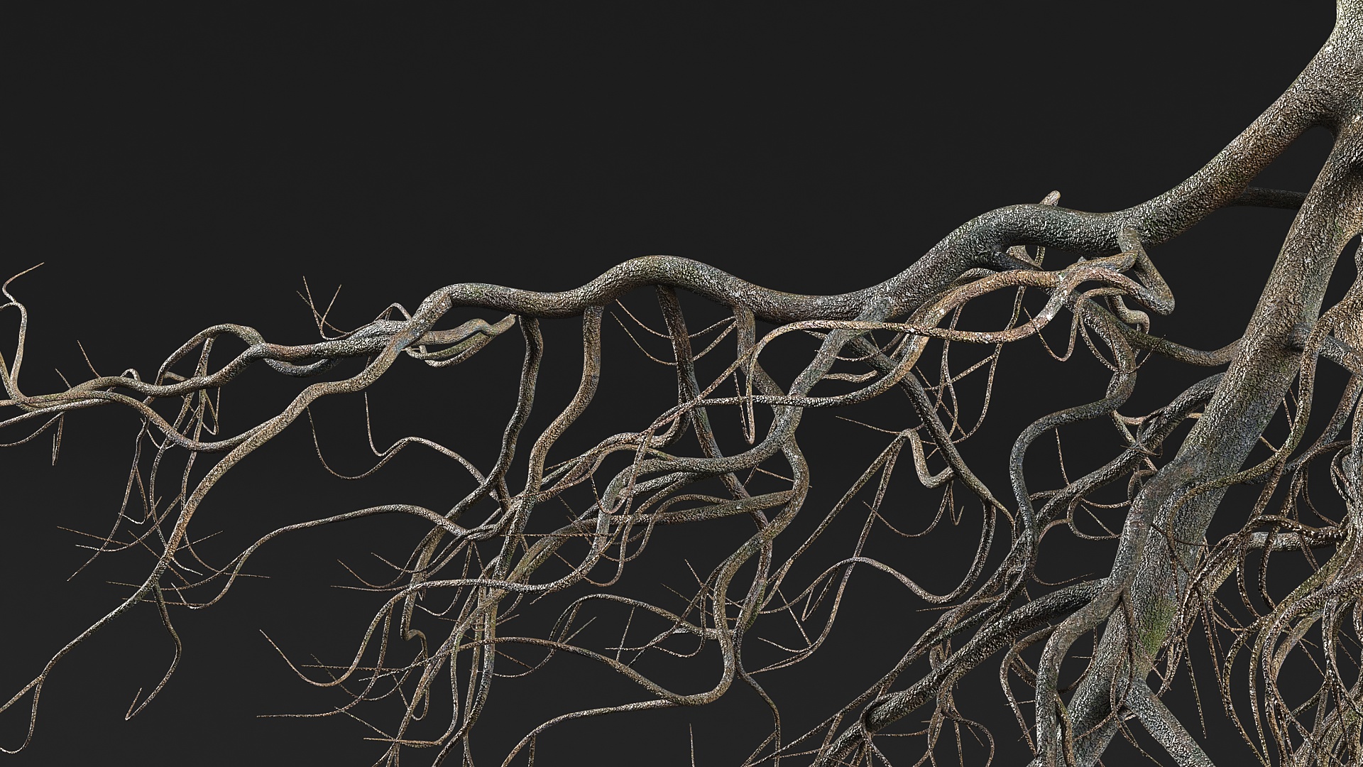 3D model Tree Roots