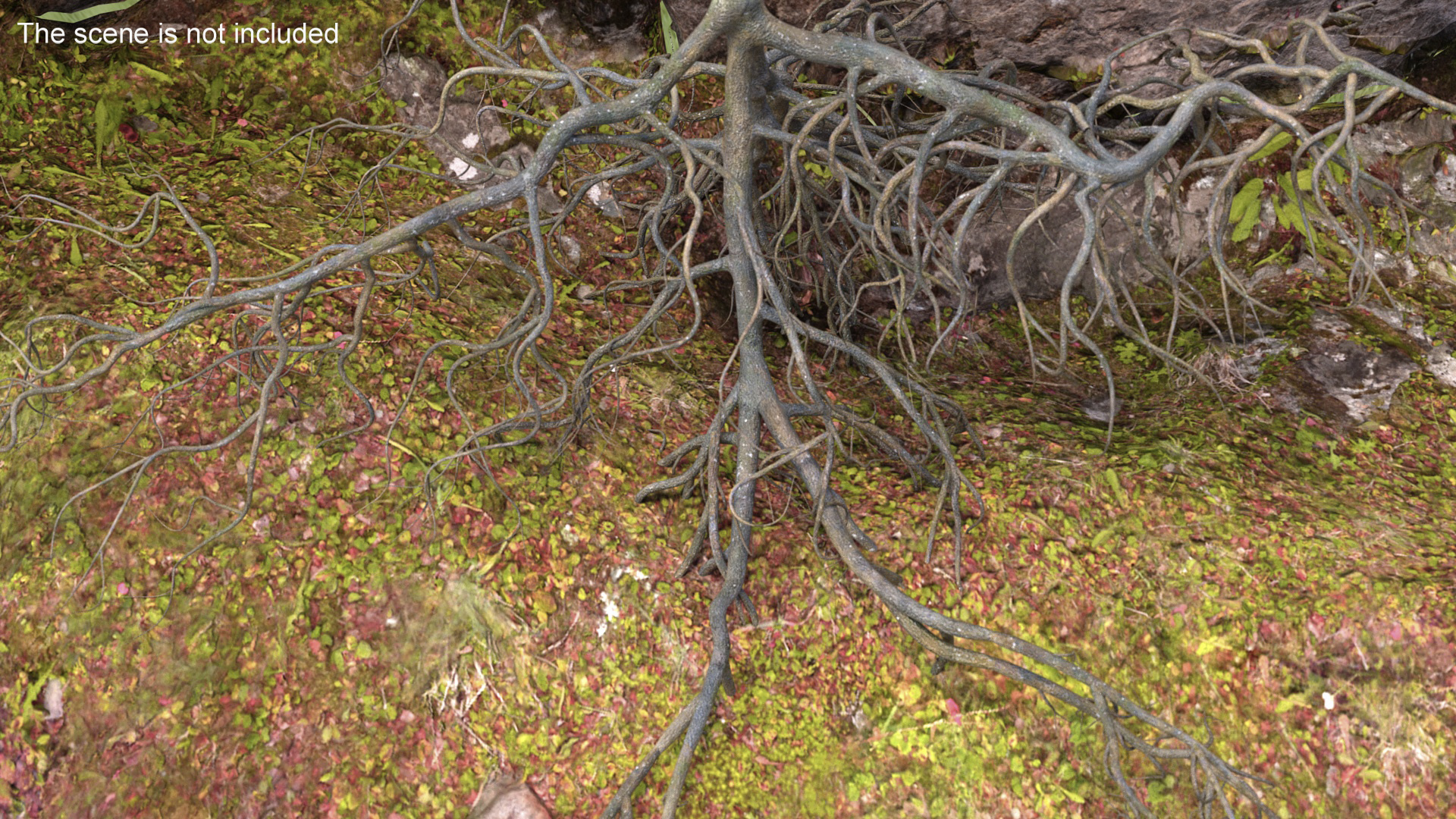 3D model Tree Roots