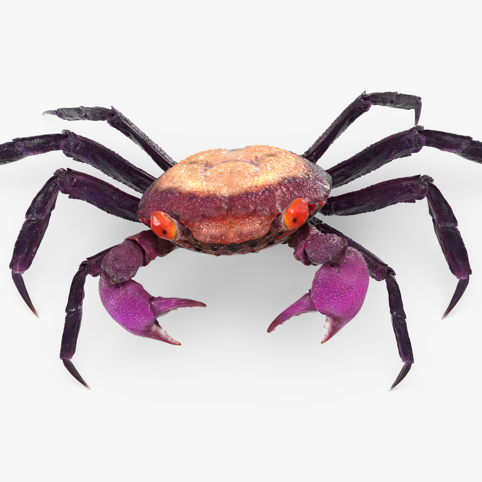 Vampire Crab Geosesarma Dennerle, view 11