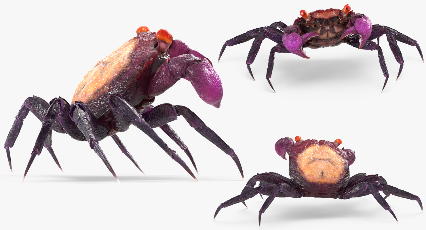 Vampire Crab Geosesarma Dennerle 3D