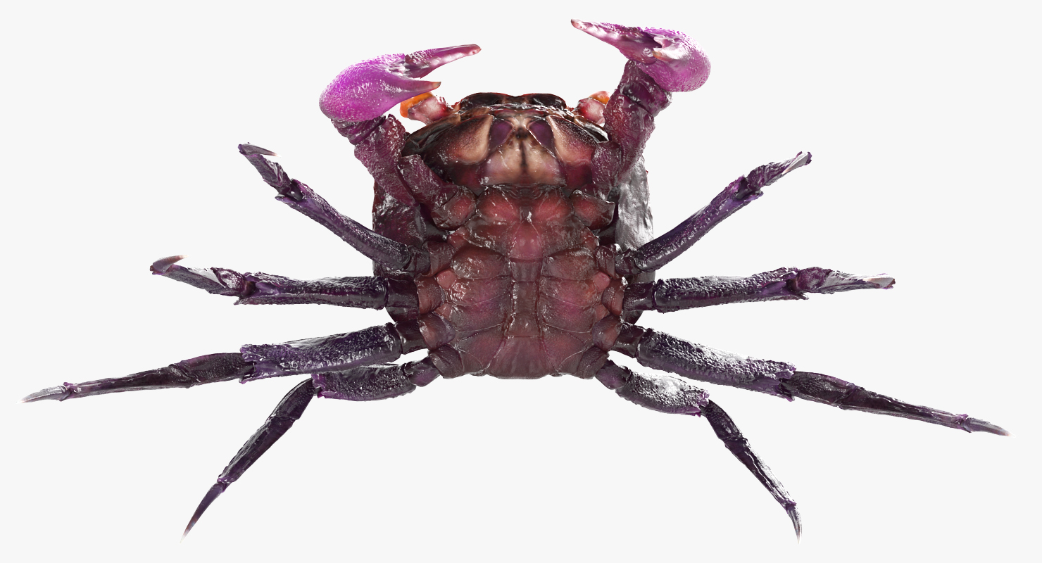 Vampire Crab Geosesarma Dennerle 3D