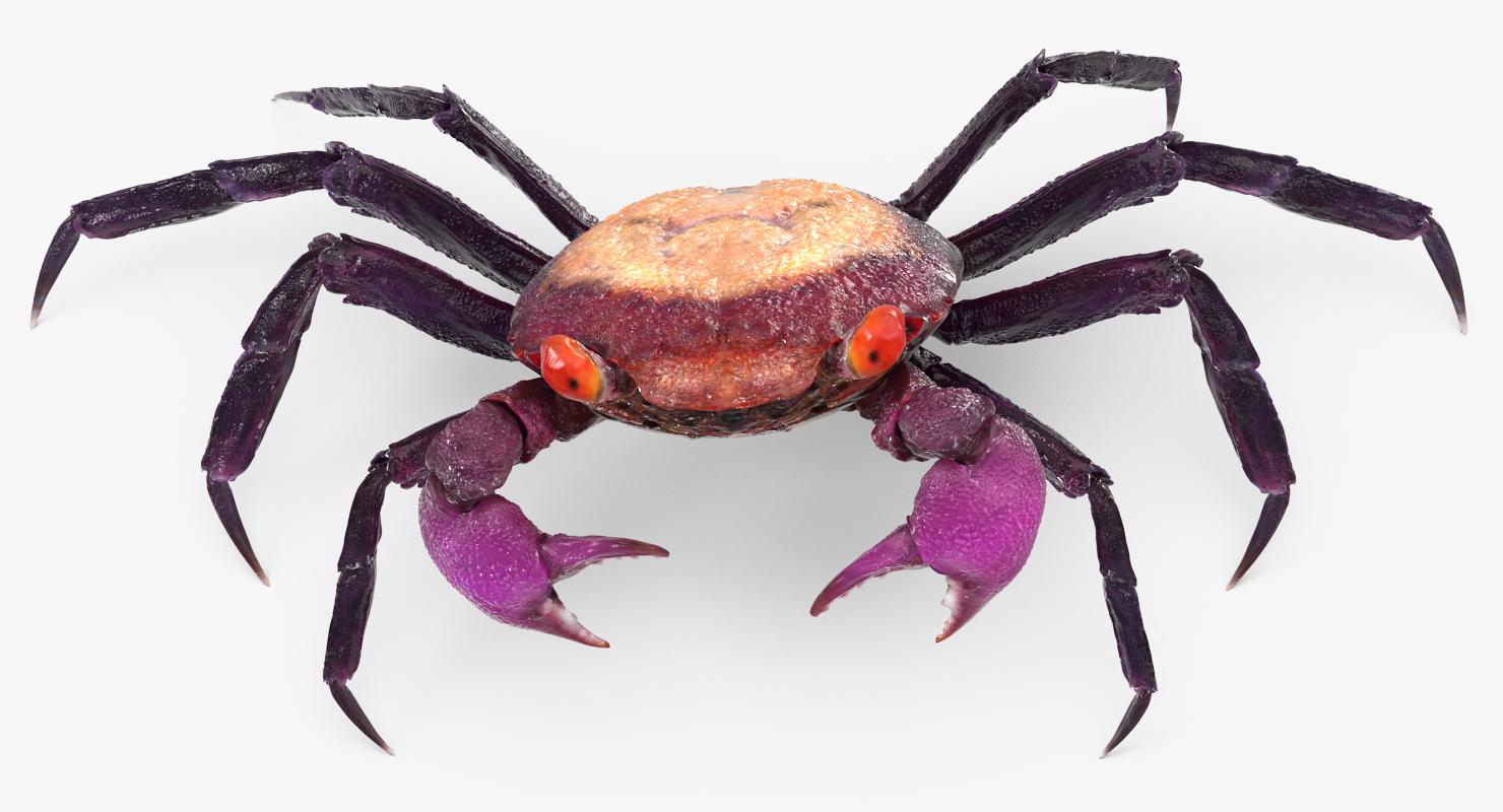 Vampire Crab Geosesarma Dennerle 3D