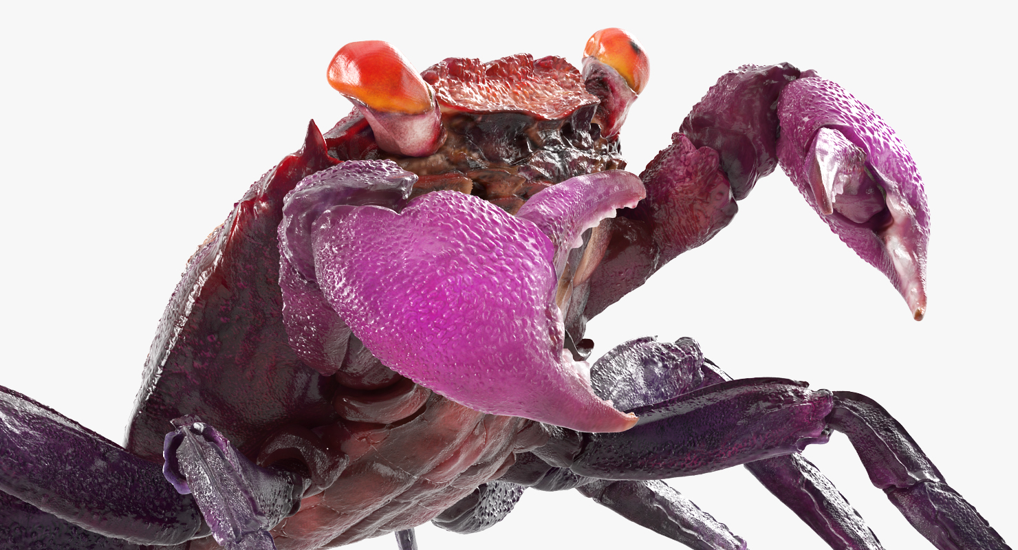 Vampire Crab Geosesarma Dennerle 3D
