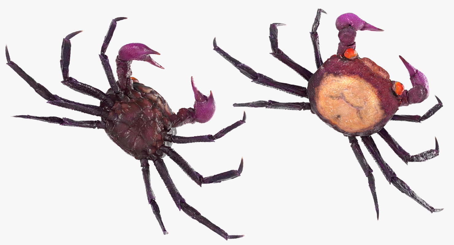 Vampire Crab Geosesarma Dennerle 3D